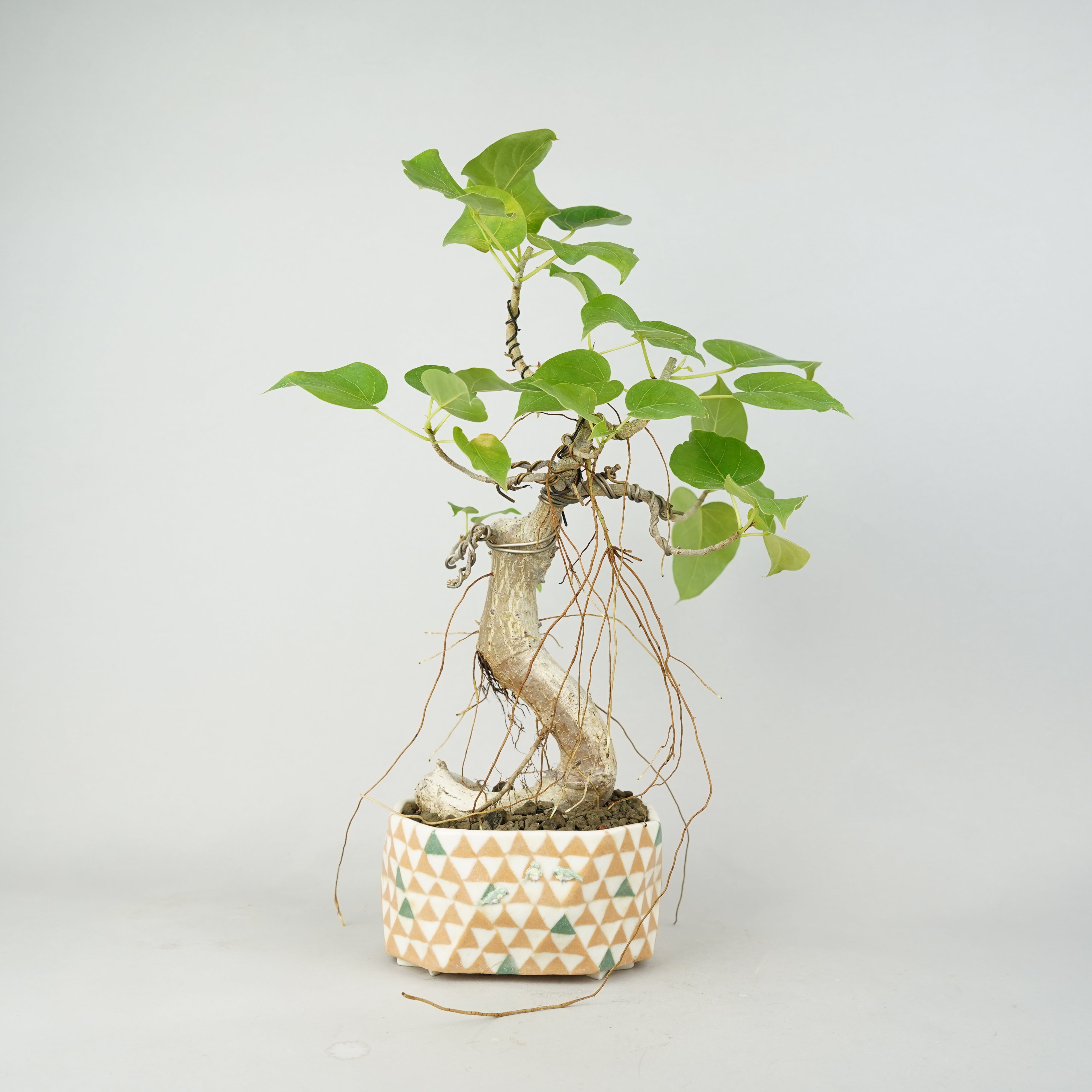 商品一覧/植栽商品 – Hachi-8
