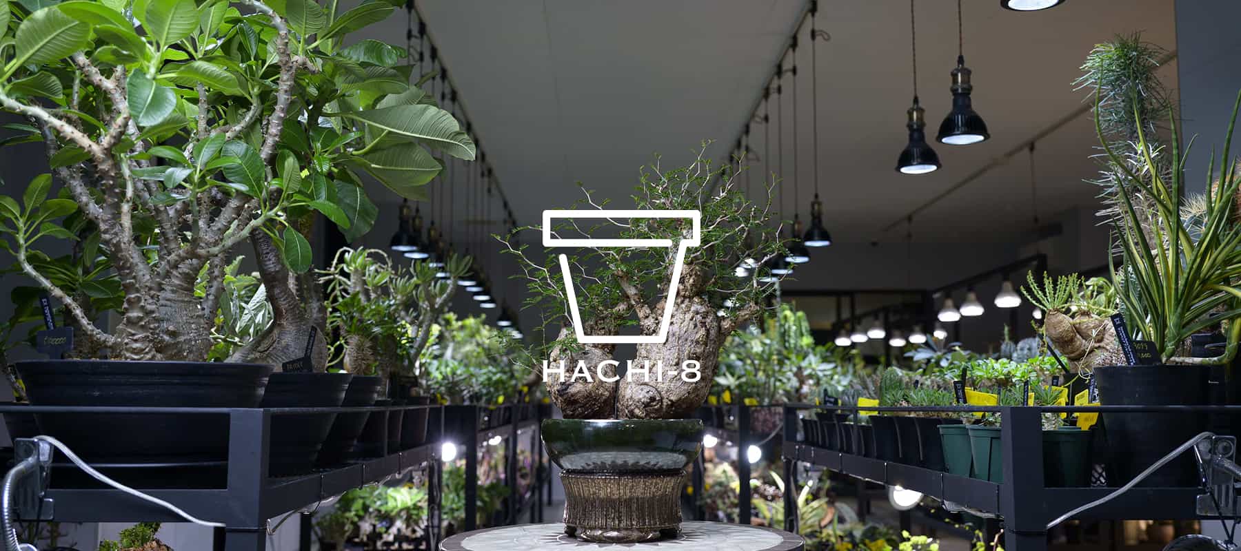 鉢と植物専門店 HACHI-8【公式通販】｜塊根植物・パキポディウム