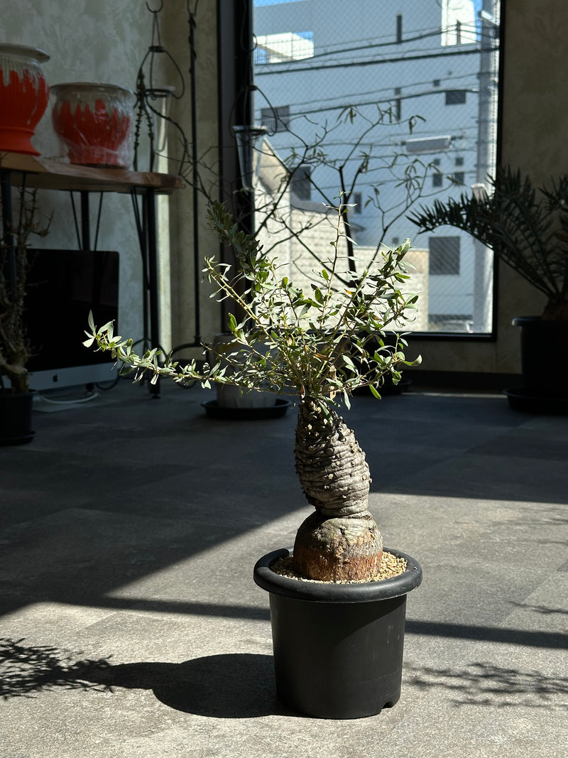 植物/希少植物etc/すべて