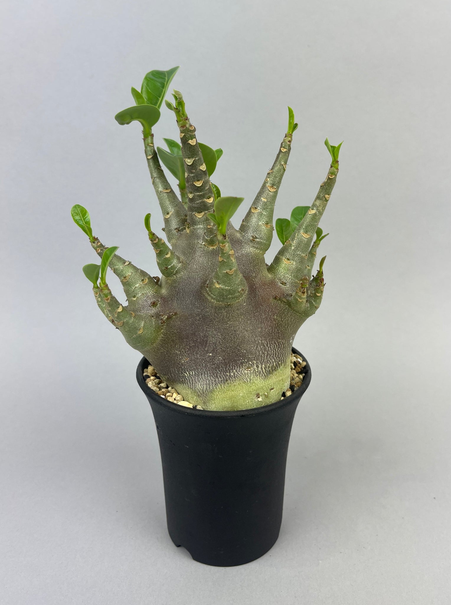 アデニウム アラビカム ドワーフ ブラック「Adenium arabicum dwarf BLACK」/AD0109