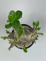  6