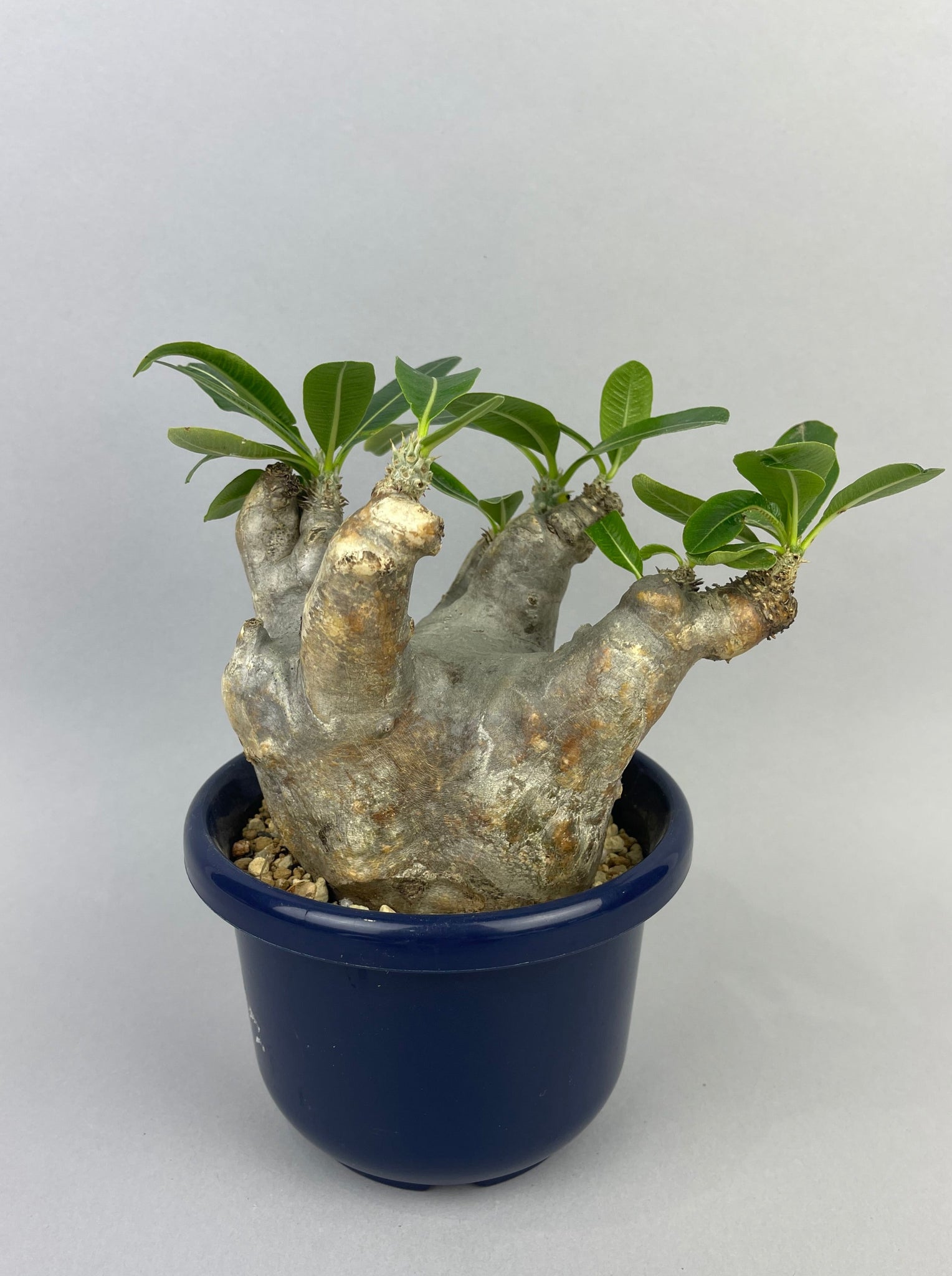 パキポディウム イノピナツム「Pachypodium rosulatum var. Inopinatum 」/PA0031　②