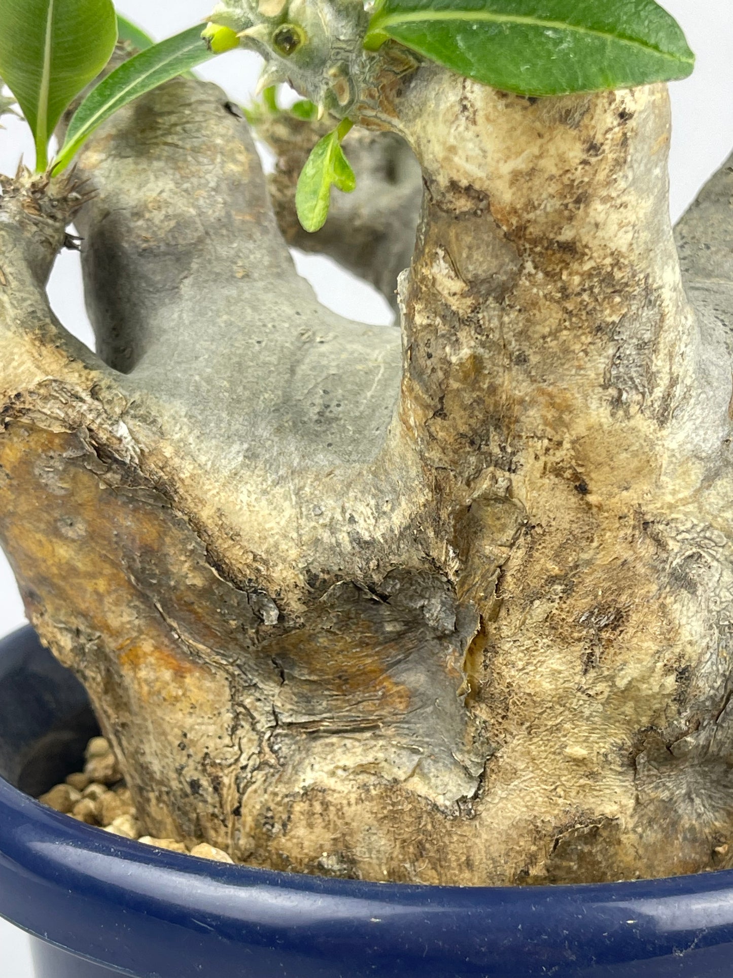 パキポディウム イノピナツム「Pachypodium rosulatum var. Inopinatum 」/PA0031　②