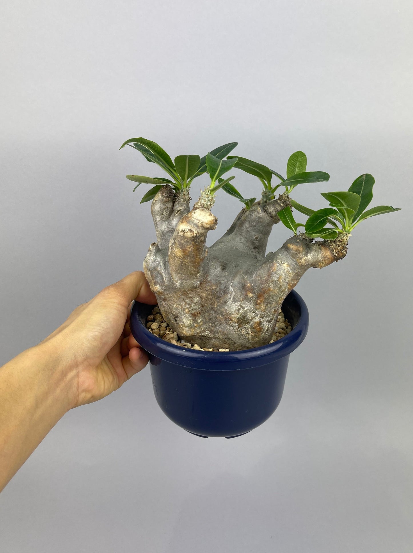 パキポディウム イノピナツム「Pachypodium rosulatum var. Inopinatum 」/PA0031　②