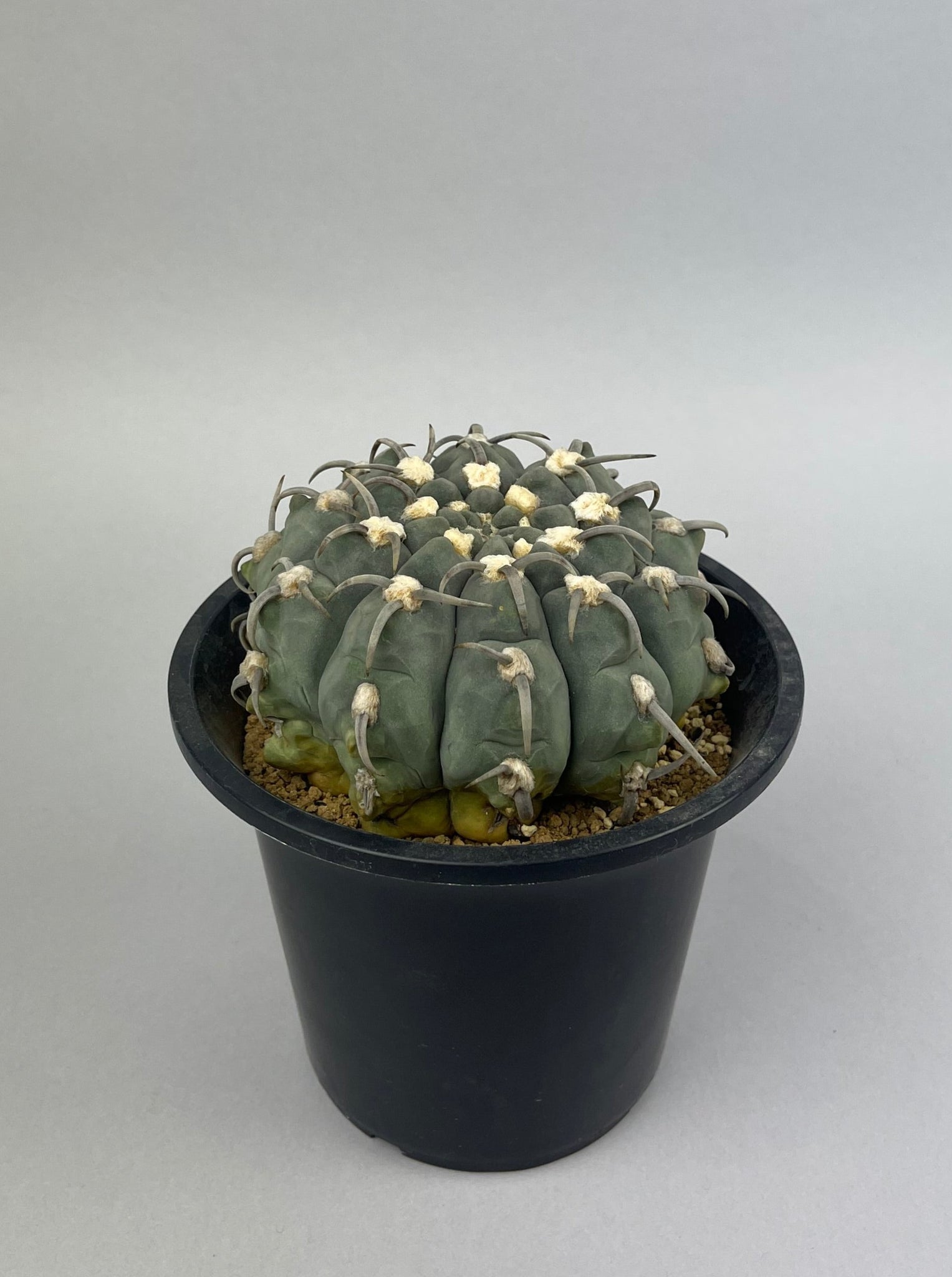 ギムノカリキュウム ”黒棘”バッテリー「Gymnocalycium vatteri 」/CA0114 ②