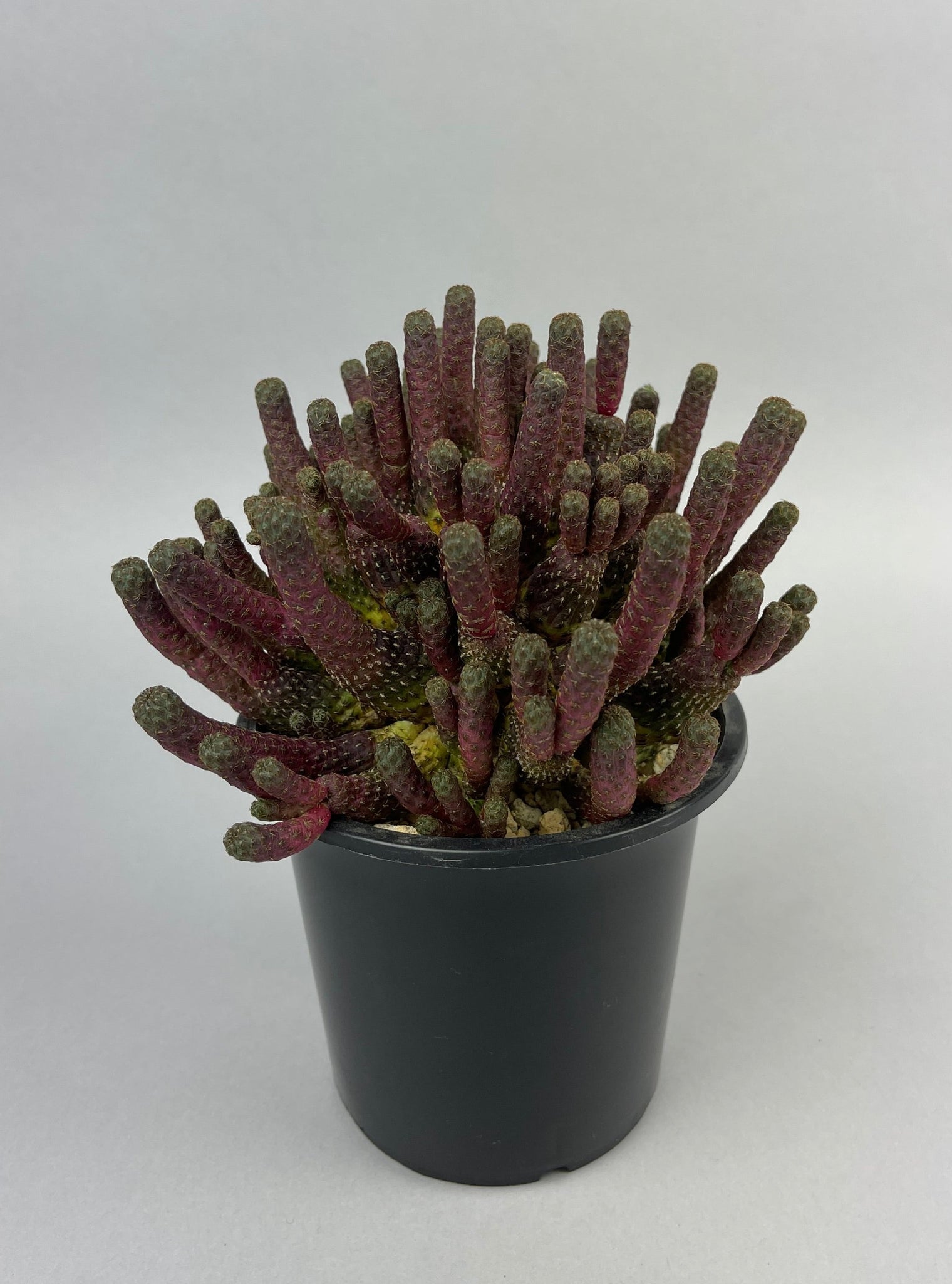スルコレブチア ラウシー 接ぎ下「Sulcorebutia rauschii」/CA0112　②