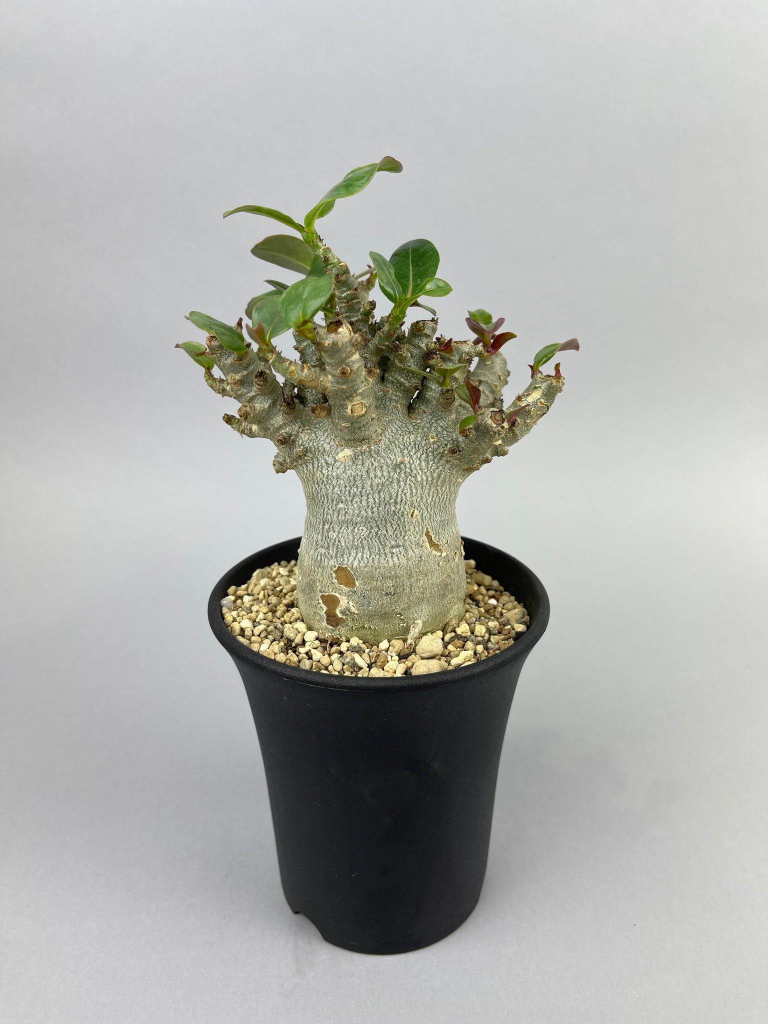 アデニウム アラビカム ドワーフ 「Adenium arabicum dwarf 」/AD0023　②