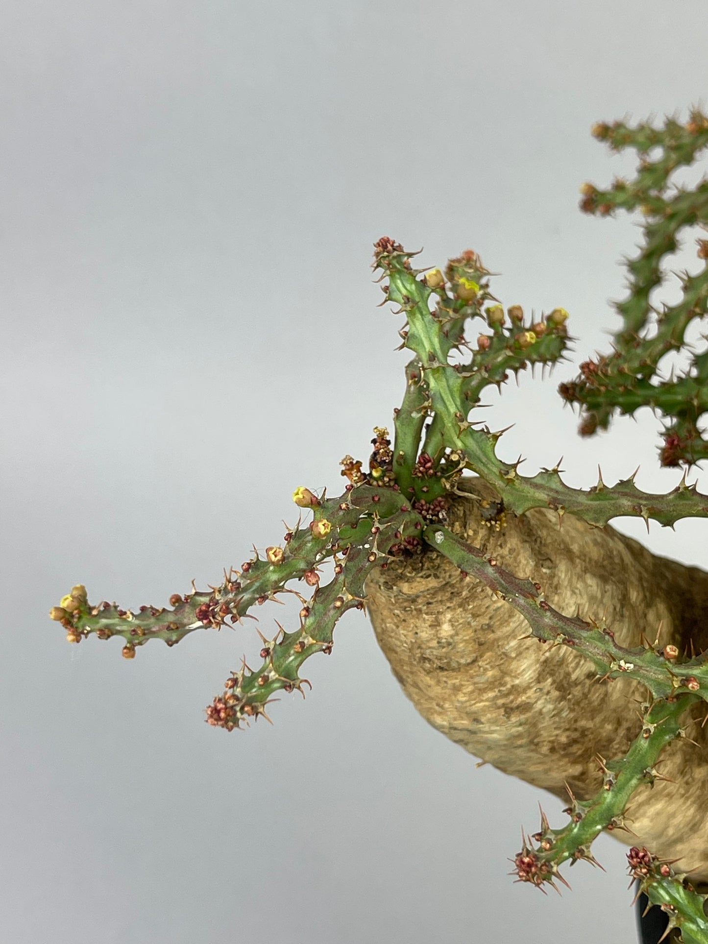 ユーフォルビア デシドゥア「Euphorbia decidua」/EU0037　③