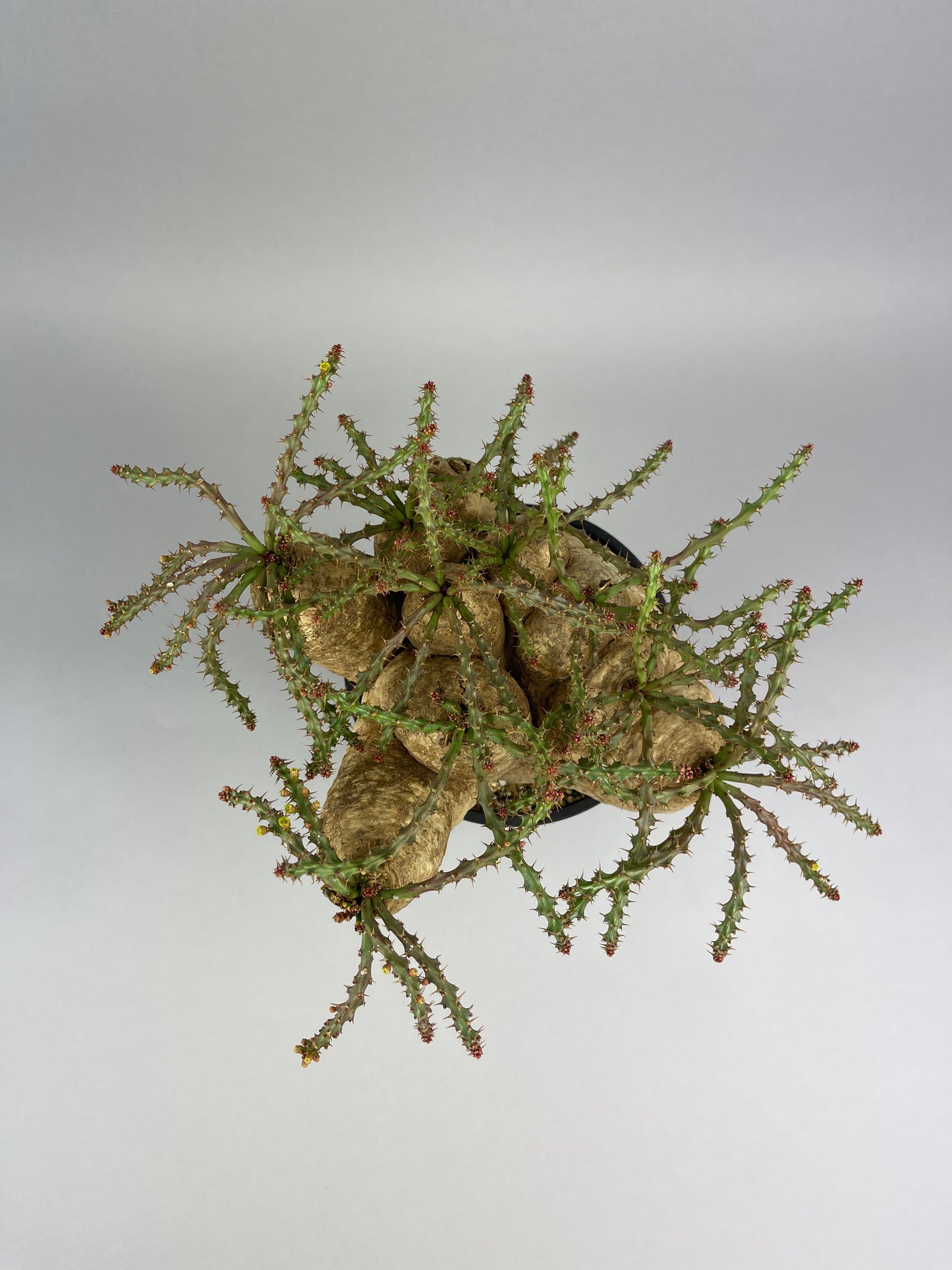 ユーフォルビア デシドゥア「Euphorbia decidua」/EU0037　③