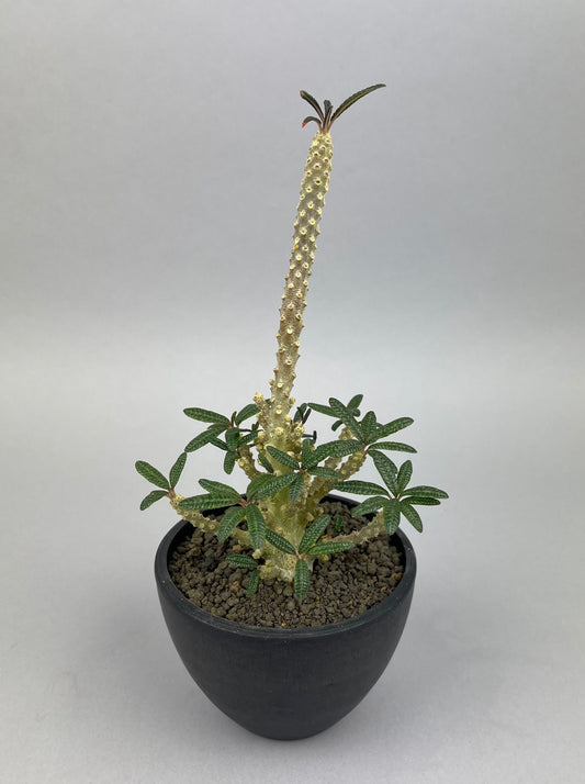 ドルステニア ギガス’ブラータ’ 実生「Dorstenia gigas f. bullata 」/ET0044　②