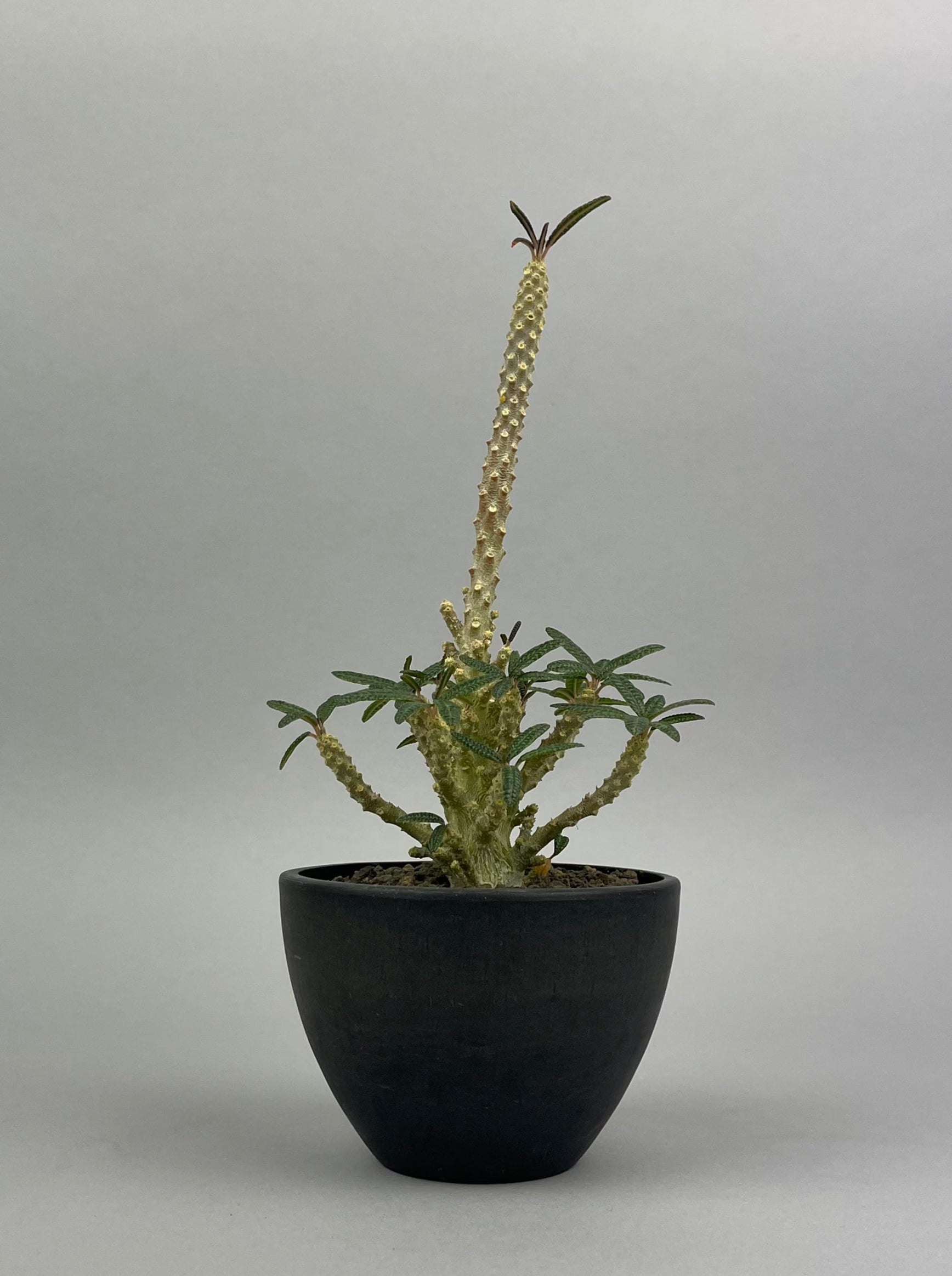 ドルステニア ギガス'ブラータ' 実生「Dorstenia gigas f. bullata 」/ET0044 ② – Hachi-8