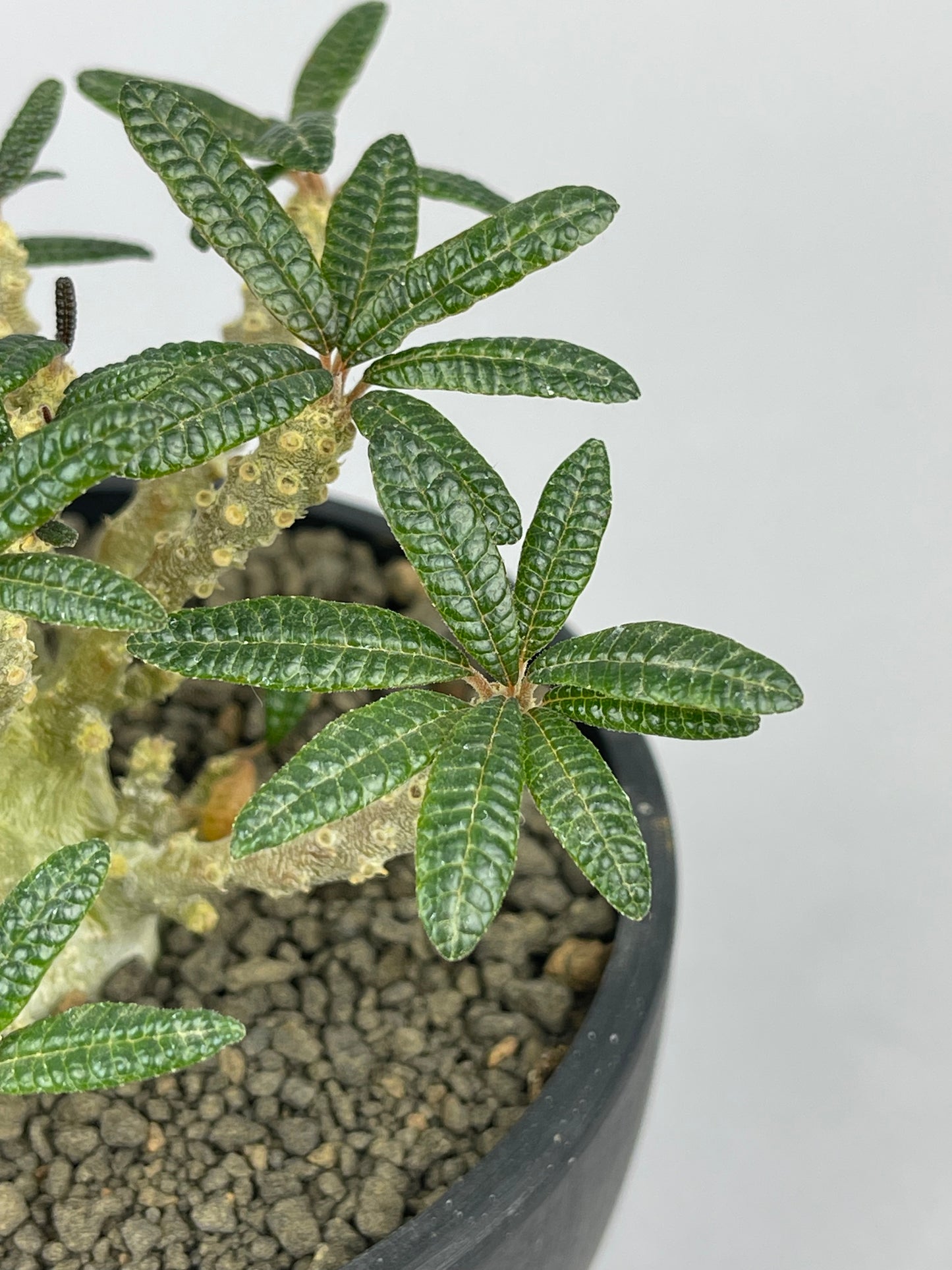 ドルステニア ギガス'ブラータ' 実生「Dorstenia gigas f. bullata 」/ET0044 ② – Hachi-8