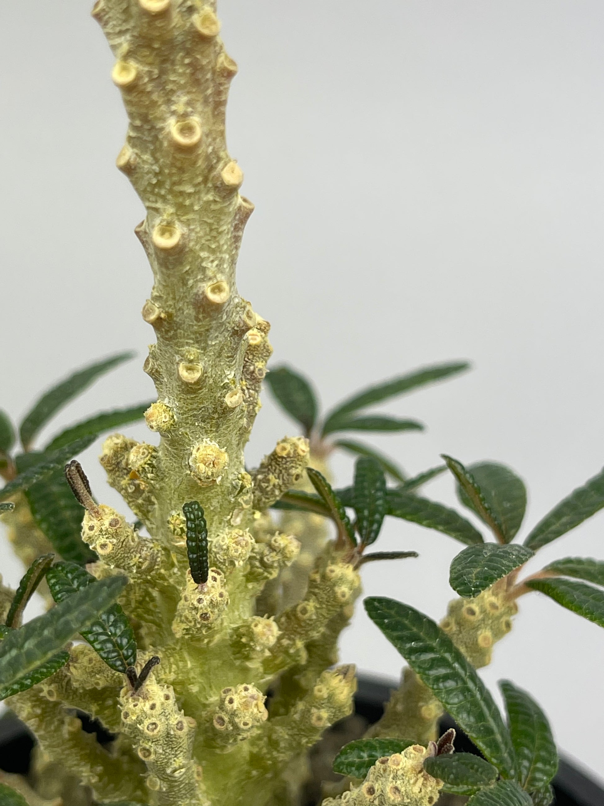 ドルステニア ギガス'ブラータ' 実生「Dorstenia gigas f. bullata 」/ET0044 ② – Hachi-8