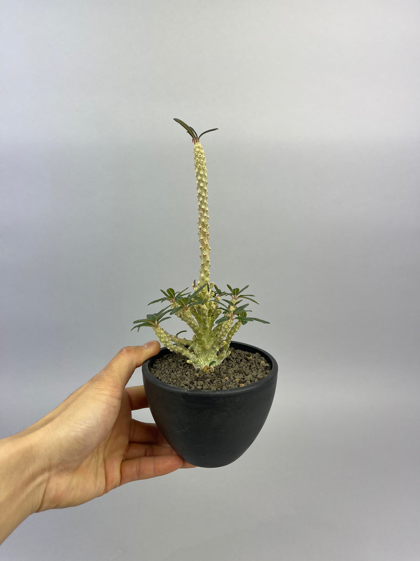 ドルステニア ギガス'ブラータ' 実生「Dorstenia gigas f. bullata 」/ET0044 ② – Hachi-8