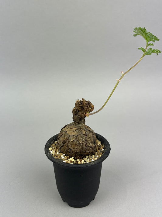 ペラルゴニウム トリステ「Pelargonium triste」/ET0314　①
