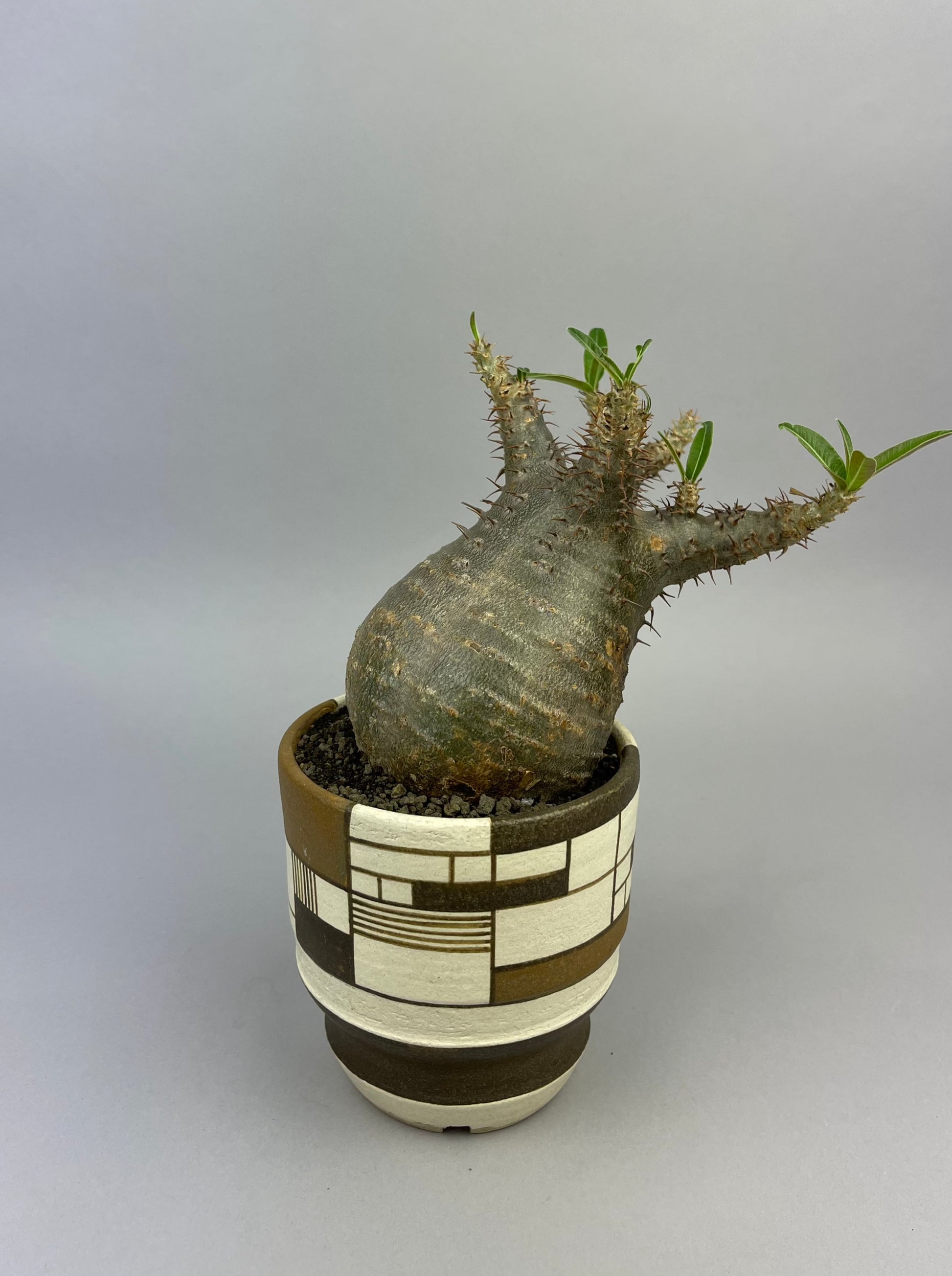 パキポディウム グラキリス「Pachypodium gracilius」/GR0027＋ 鉢 