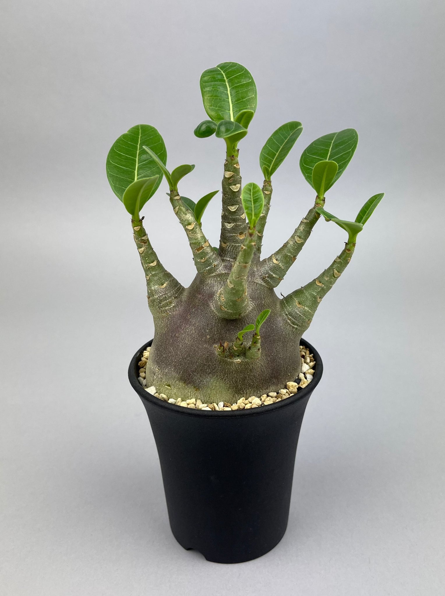 アデニウム アラビカム ドワーフ ブラック「Adenium Arabicum dwarf BLACK」/AD0102 ②
