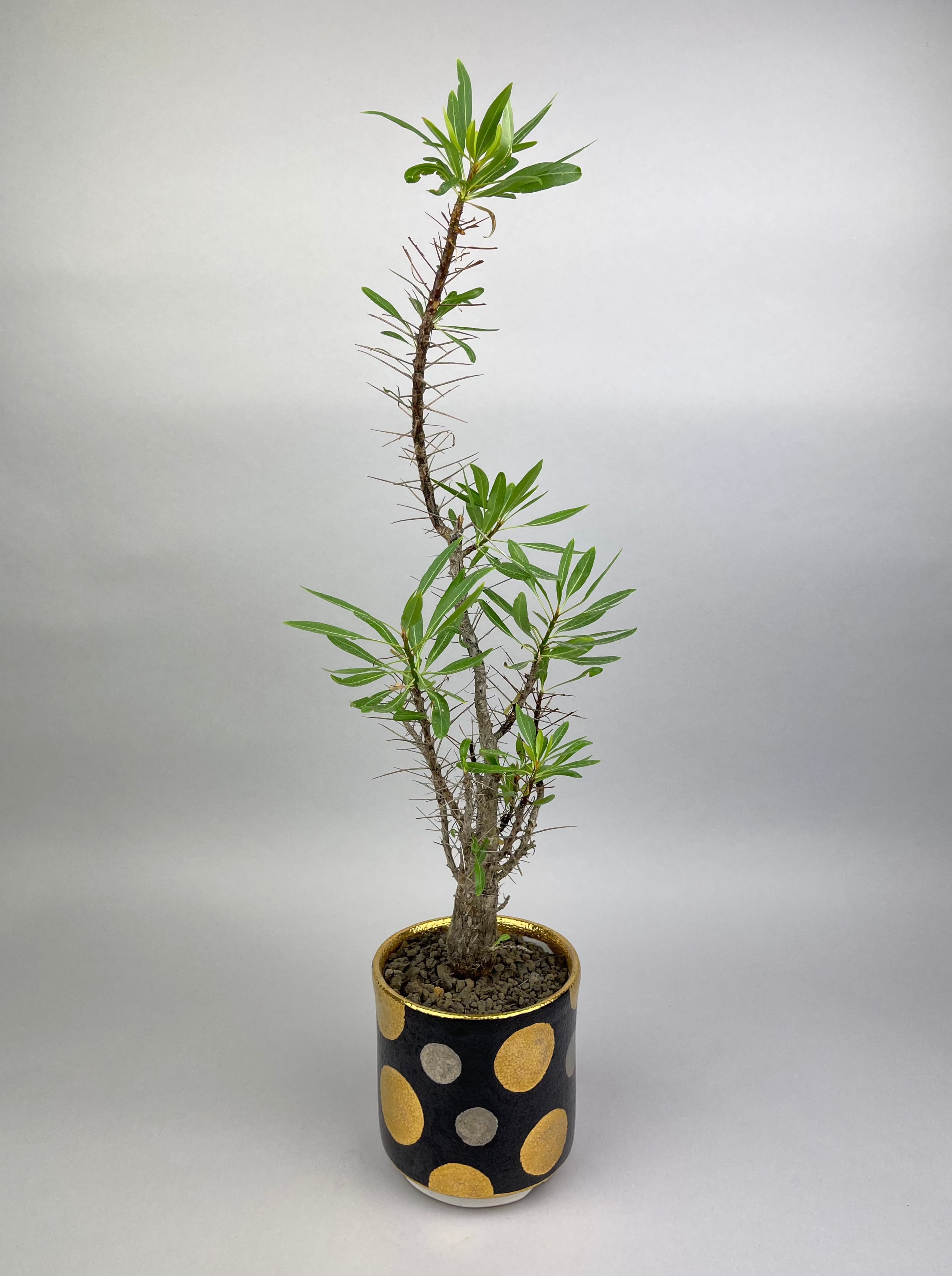 その他植物 – Hachi-8