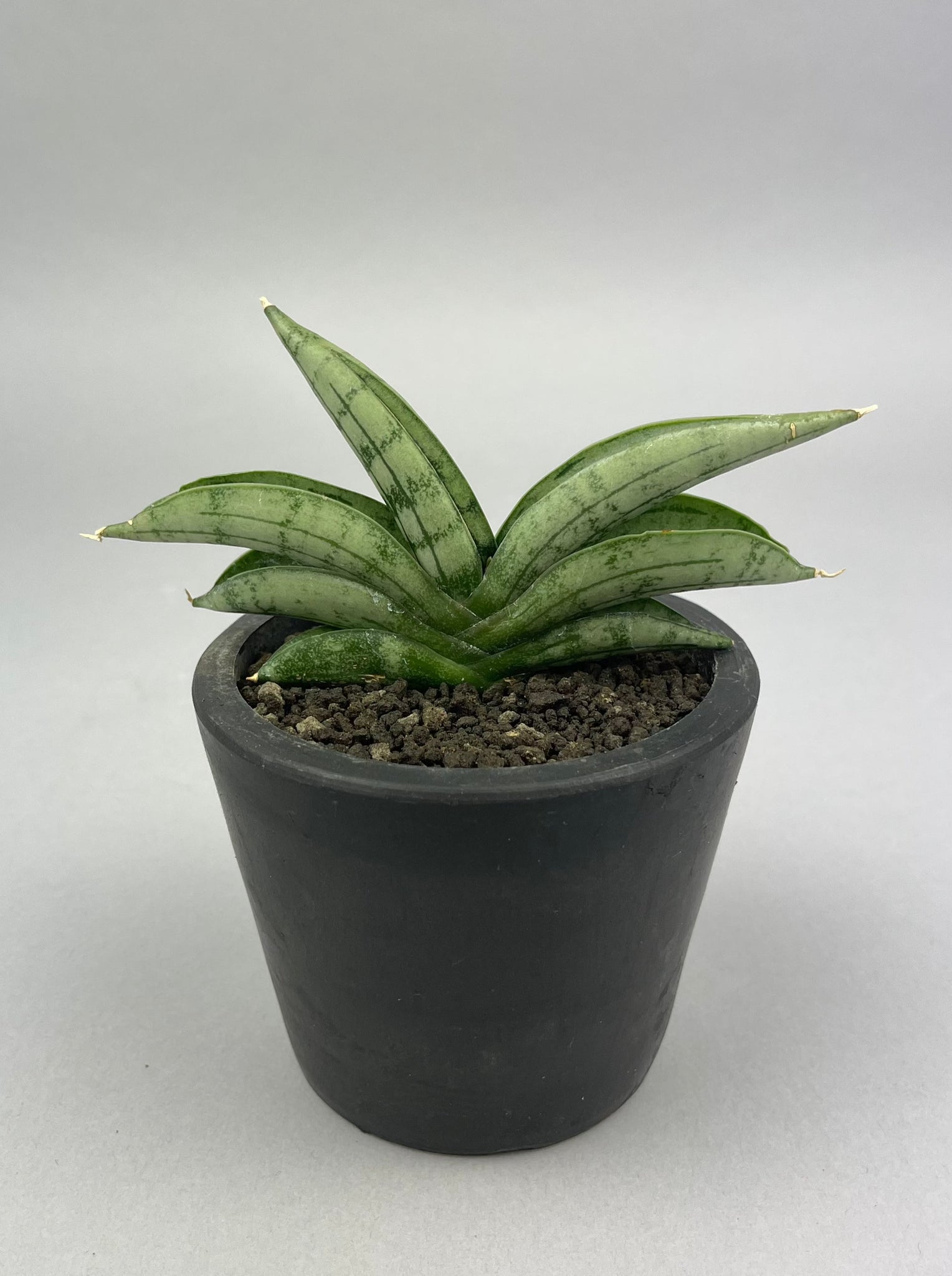 サンセベリア ミーディー 「Sansevieria Mee Dee 」/　①