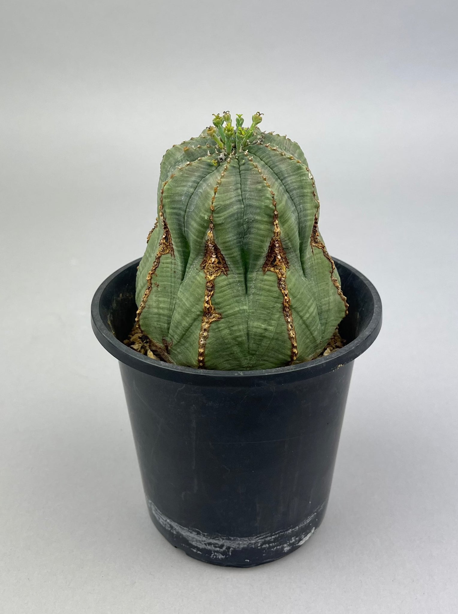 ユーフォルビア オベサ（雌）「Euphorbia obesa」/EU0008　①