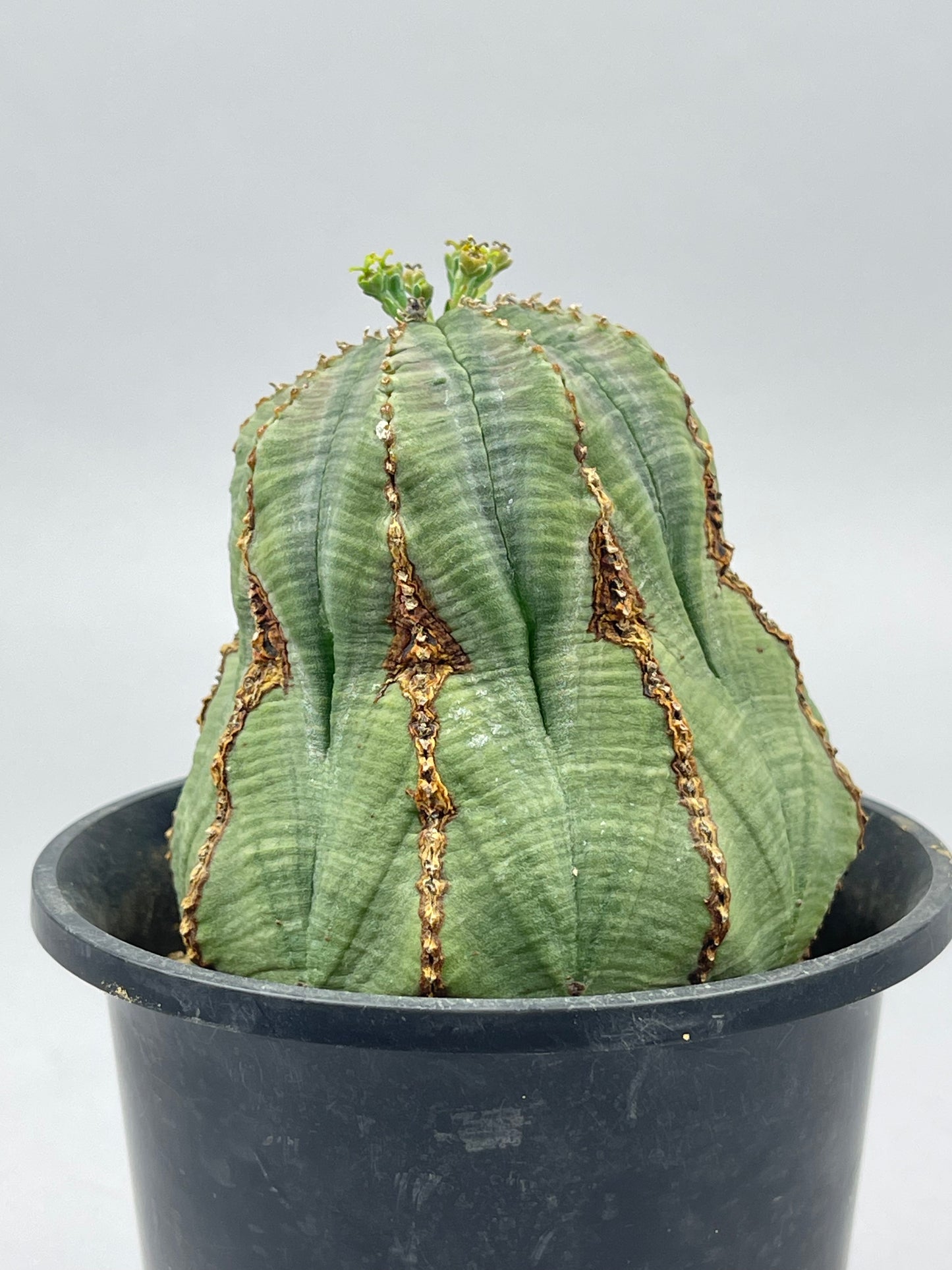ユーフォルビア オベサ（雌）「Euphorbia obesa」/EU0008　①