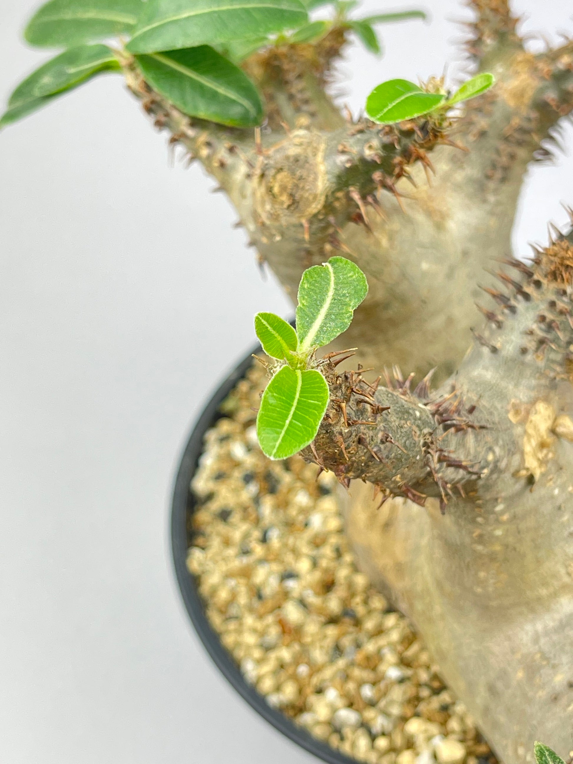 パキポディウム マカイエンセ 「Pachypodium makayense」/PA0002 ② – Hachi-8