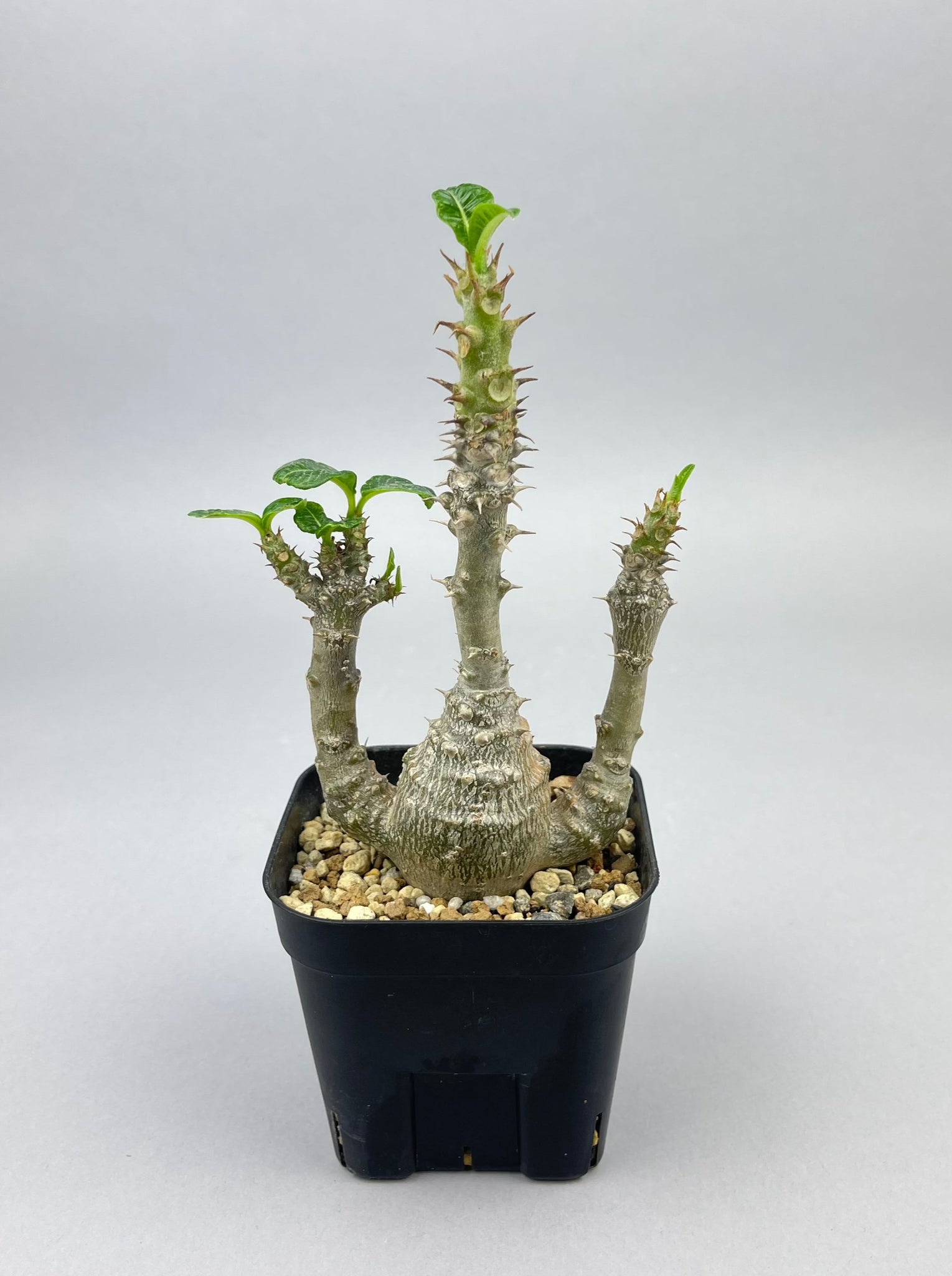パキポディウム ウィンゾリー「Pachypodium baronii var. windsorii 」/PA0041　②