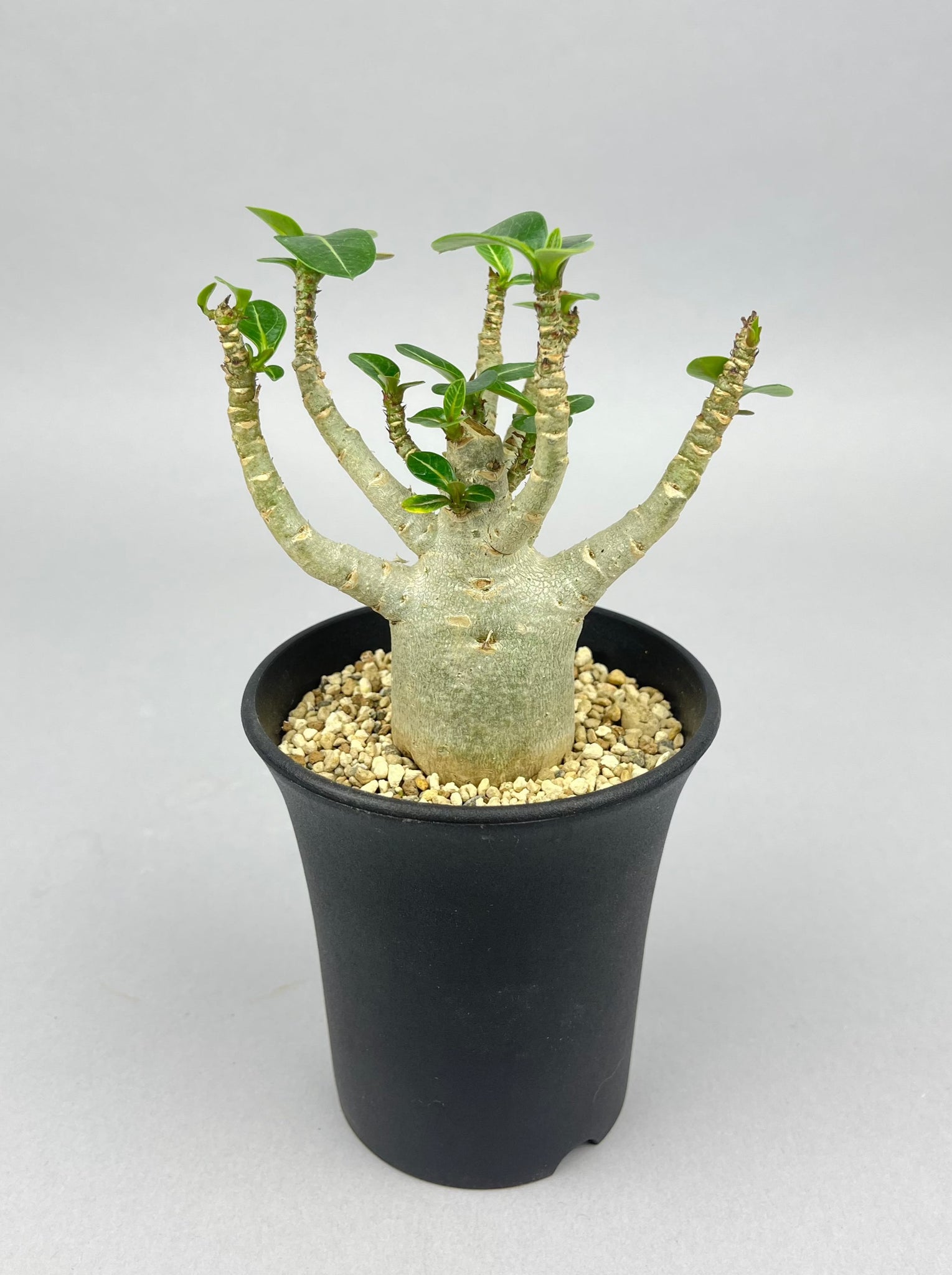 アデニウム アラビカム  「Adenium arabicum 」/AD0068　①
