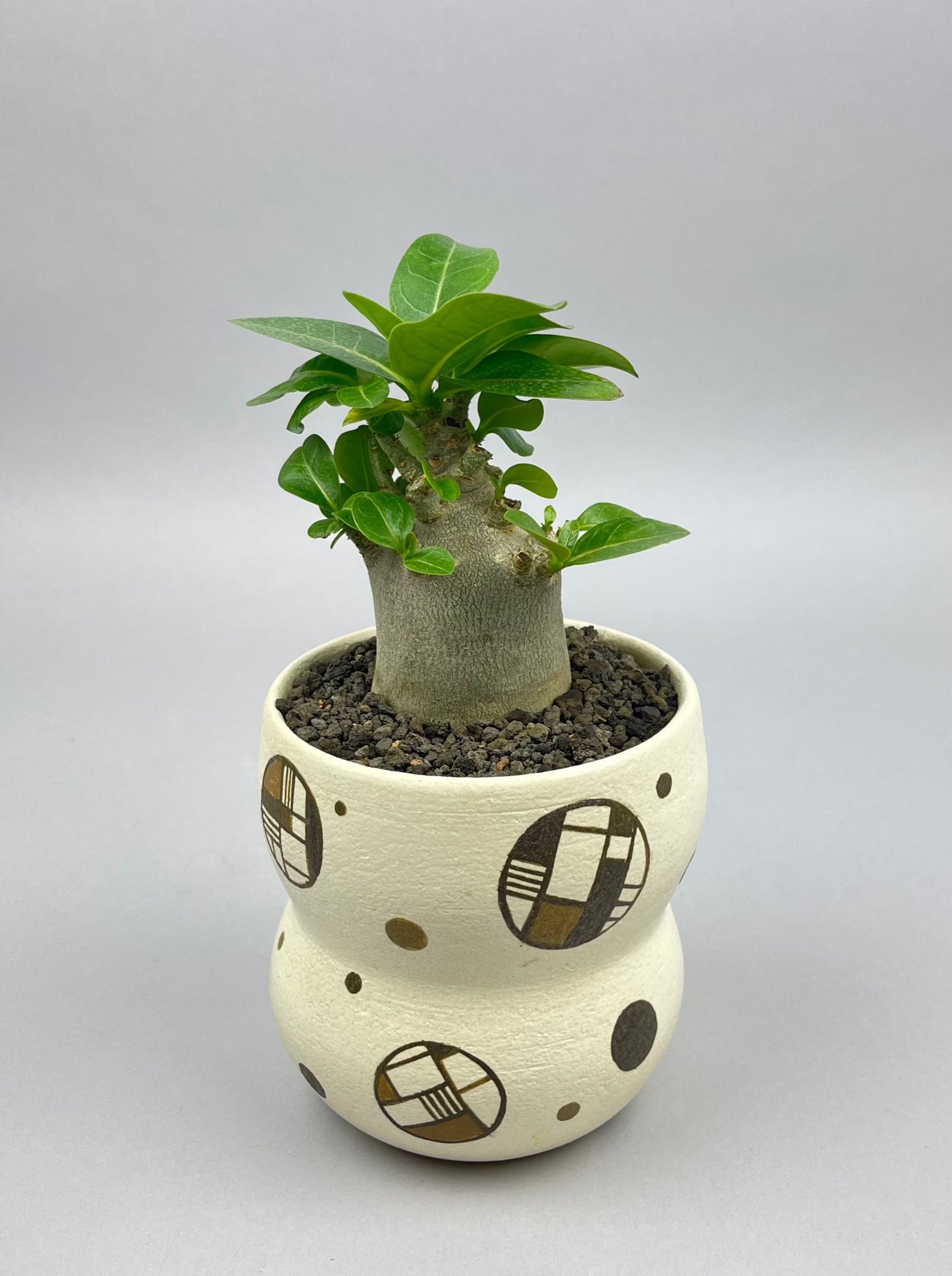 アデニウム アラビカム ドワーフ ブラック「Adenium Arabicum dwarf BLACK」/AD0055＋3kwk66 ②
