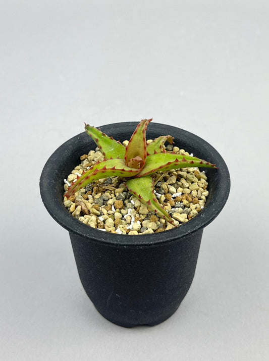 アロエ カスティロニアエ「Aloe castilloniae」/AL0004　①