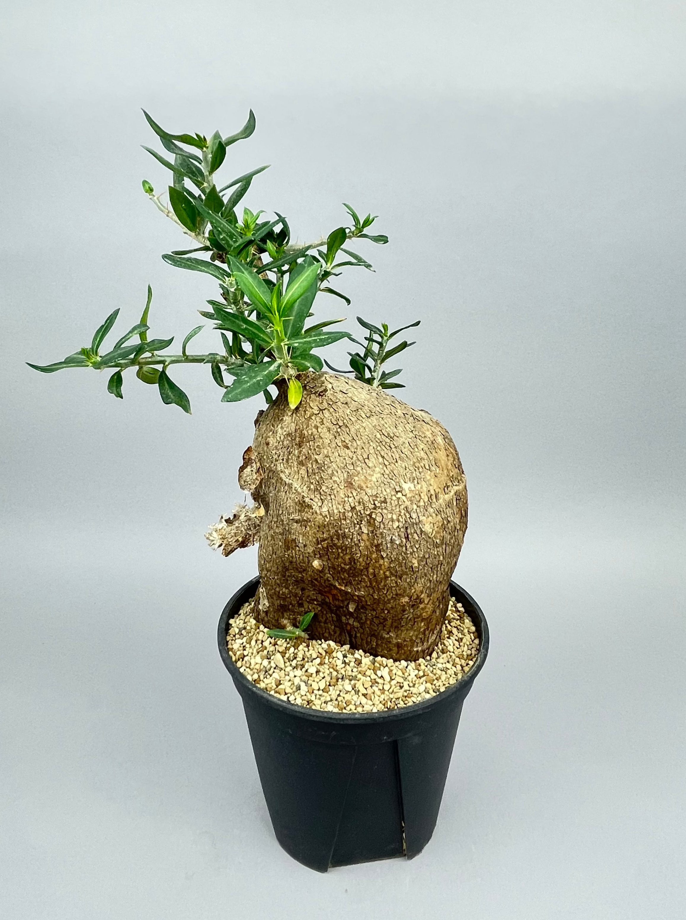 パキポ エニグマ5 マカイ8 観葉植物