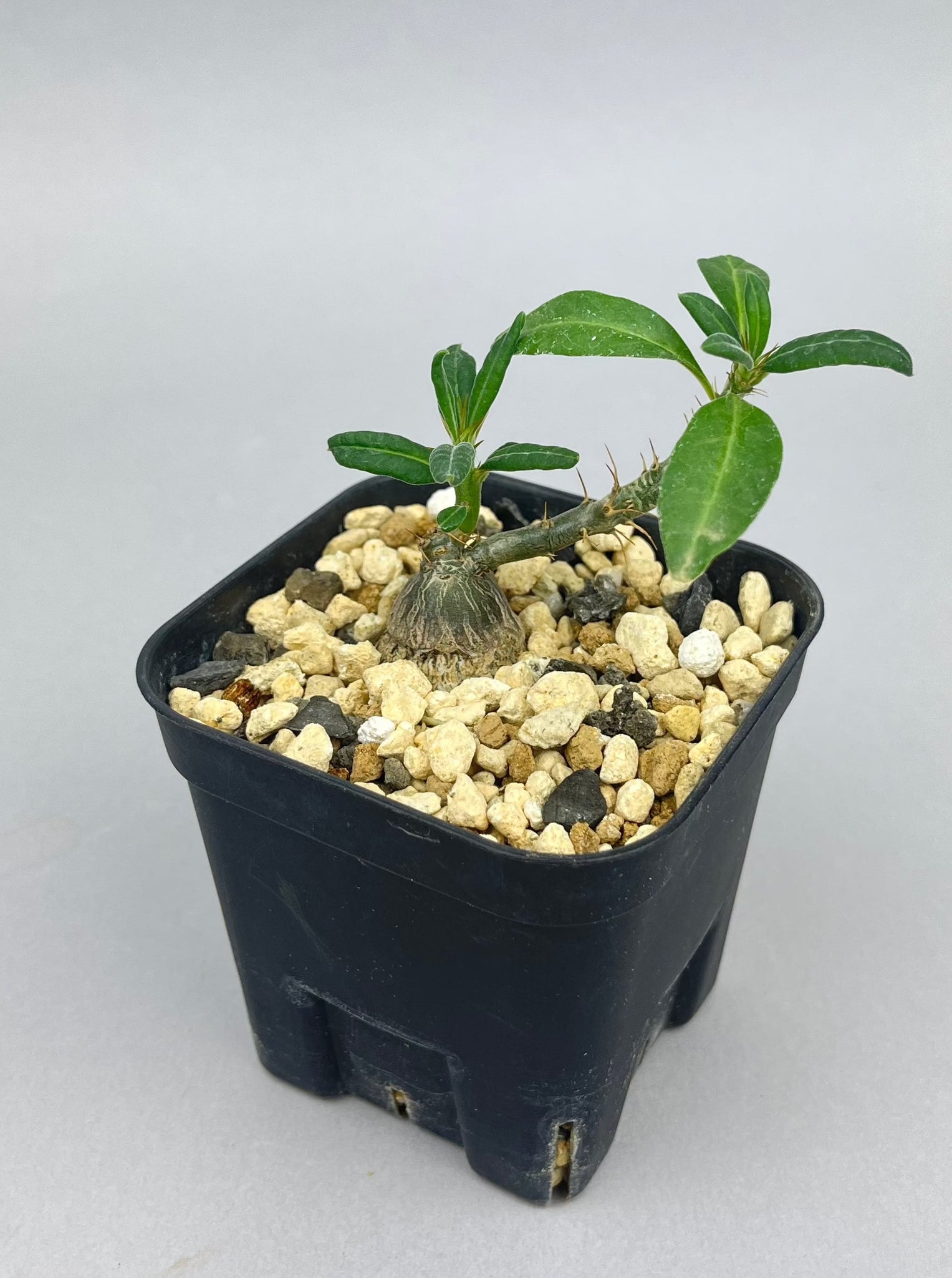 パキポディウム サキュレンタム「Pachypodium succulentum」/PA0007 ①
