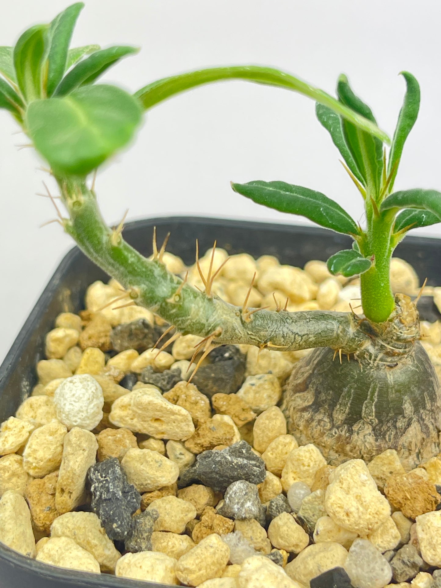 パキポディウム サキュレンタム「Pachypodium succulentum」/PA0007 ①