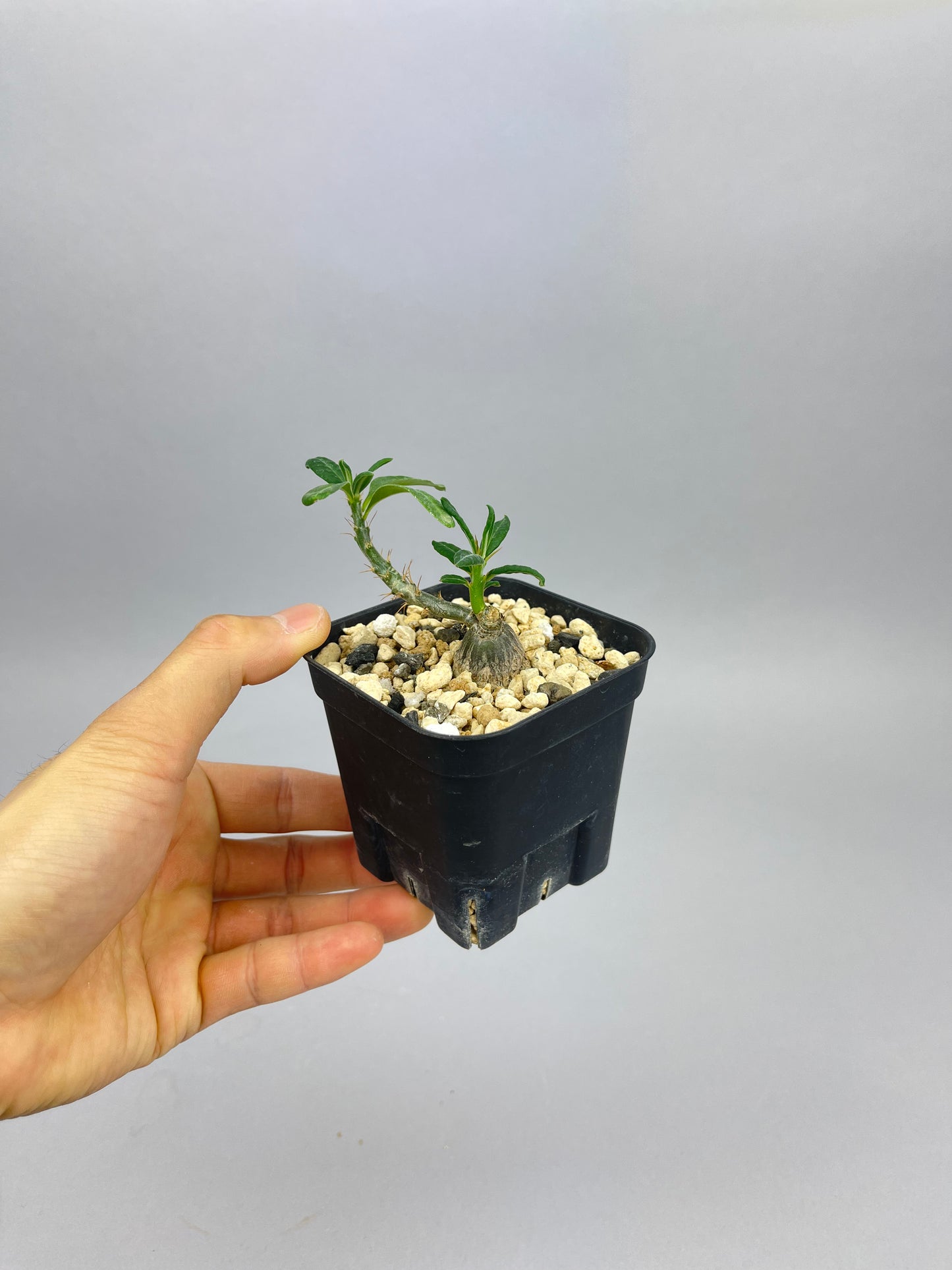 パキポディウム サキュレンタム「Pachypodium succulentum」/PA0007 ①