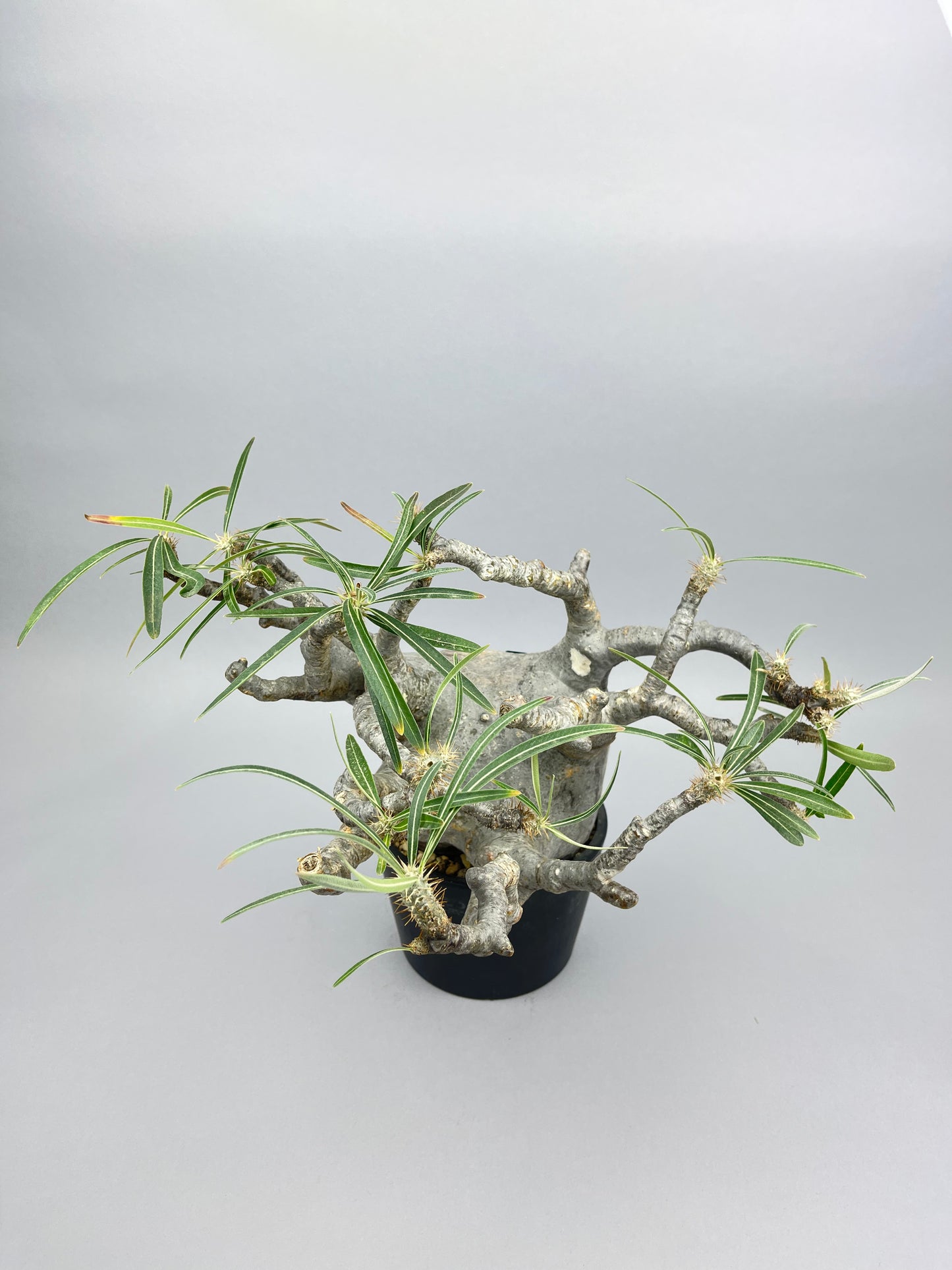 パキポディウム グラキリス「Pachypodium rosulatum var. gracilius 」/GR0039　④