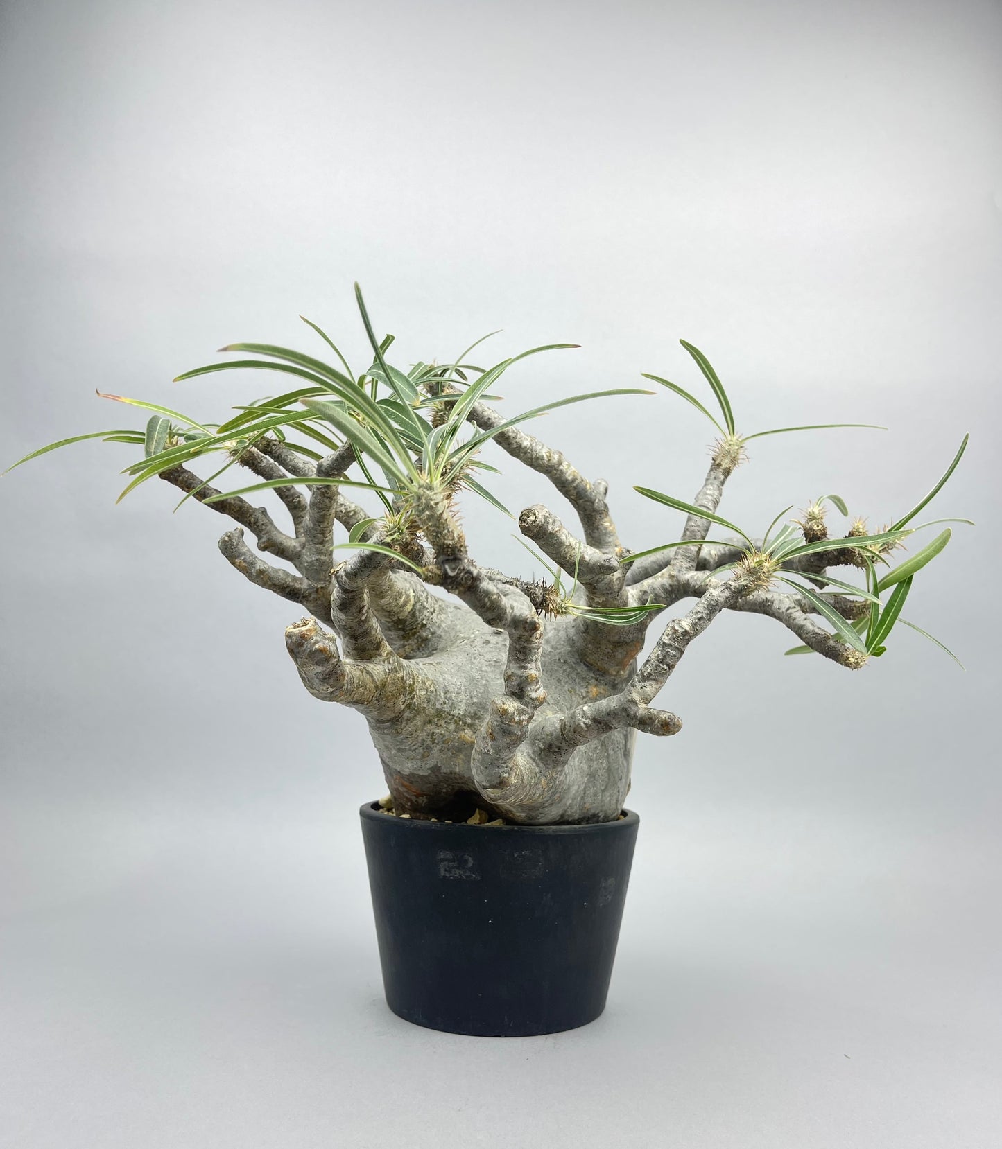 パキポディウム グラキリス「Pachypodium rosulatum var. gracilius 」/GR0039　④