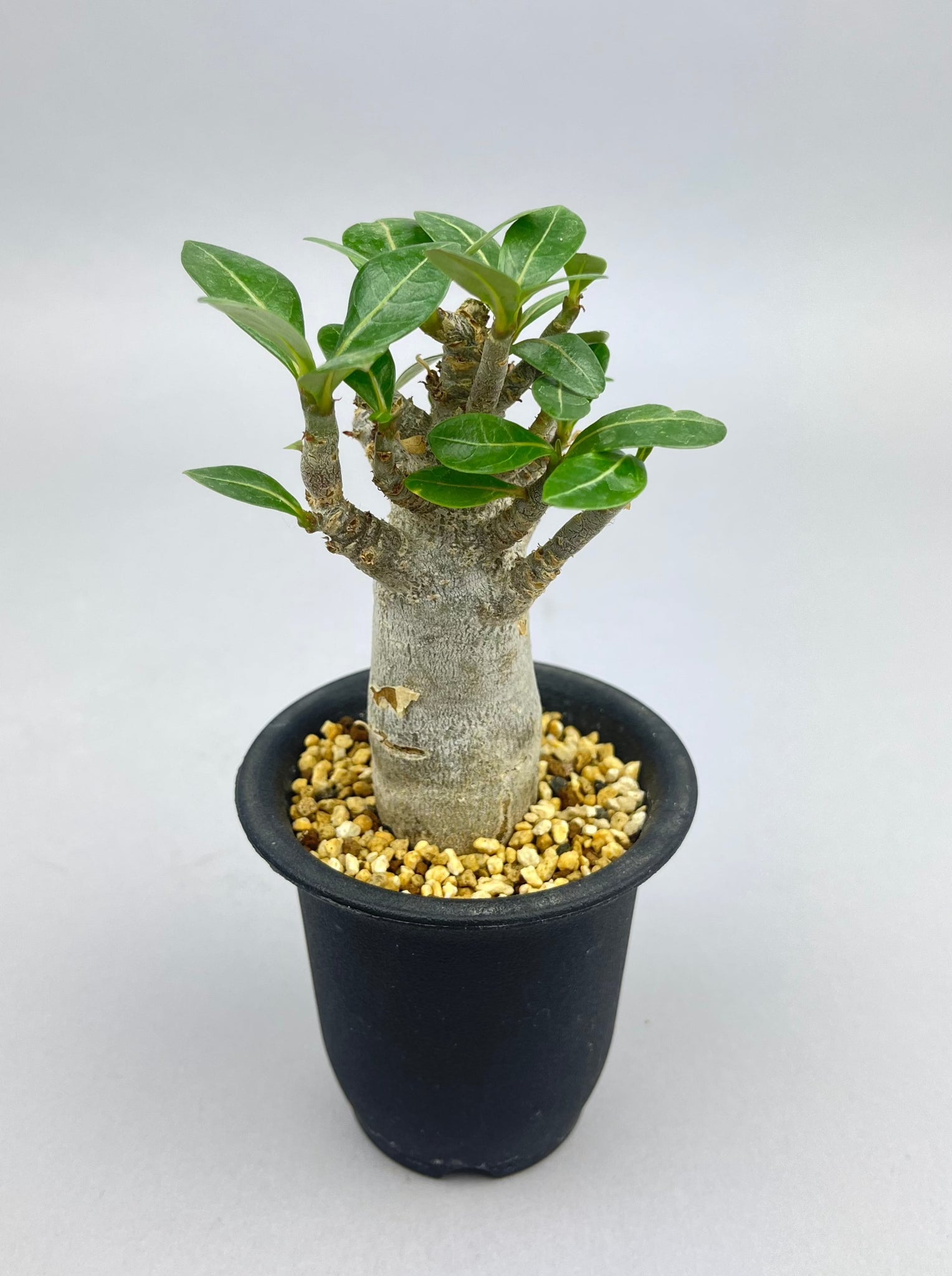 アデニウム アラビカム  「Adenium arabicum 」/AD0092　①