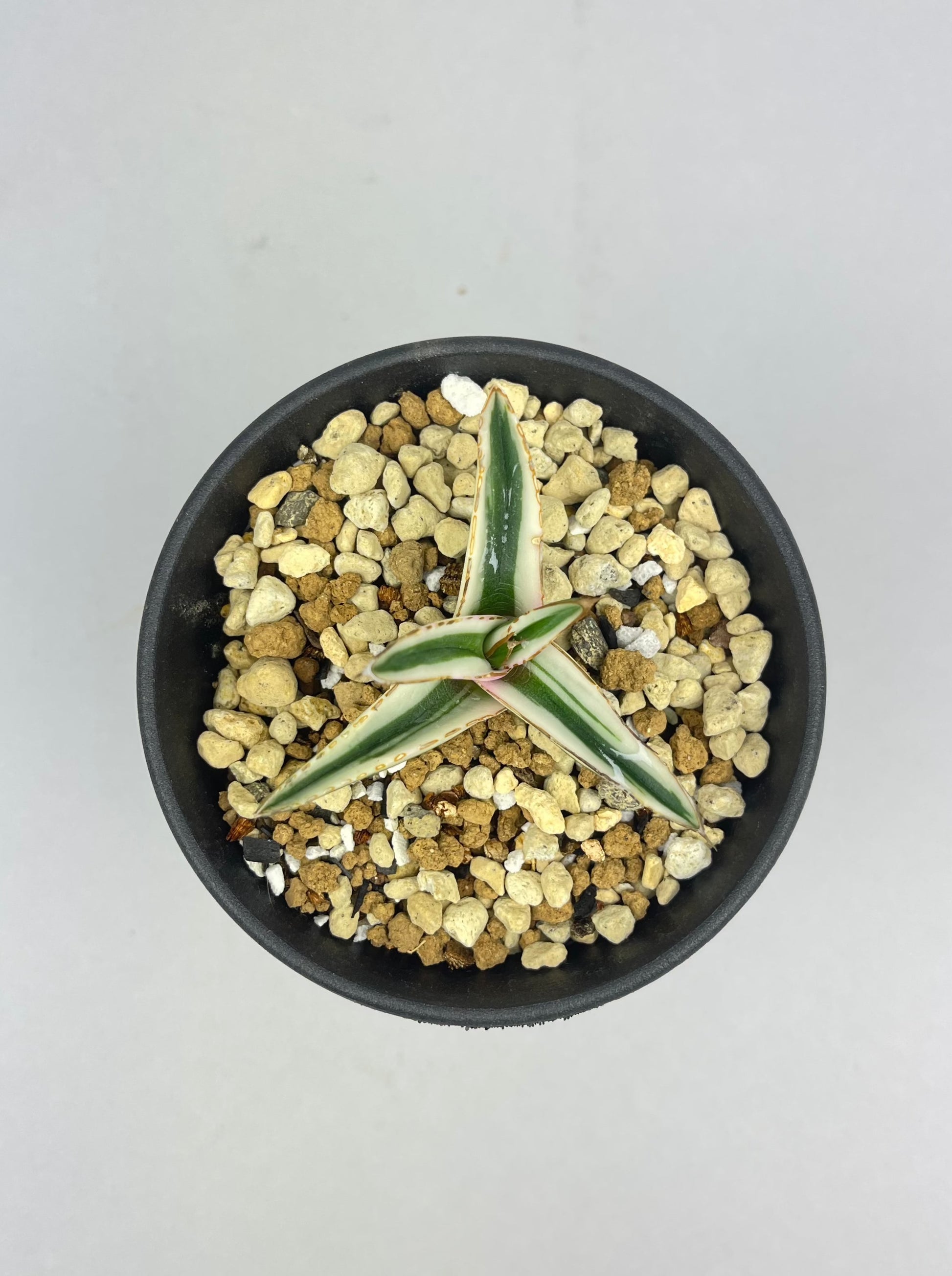 アガベ 氷山「Agave victoriae-reginae 'Hyouzan'」/AG0028 – Hachi-8