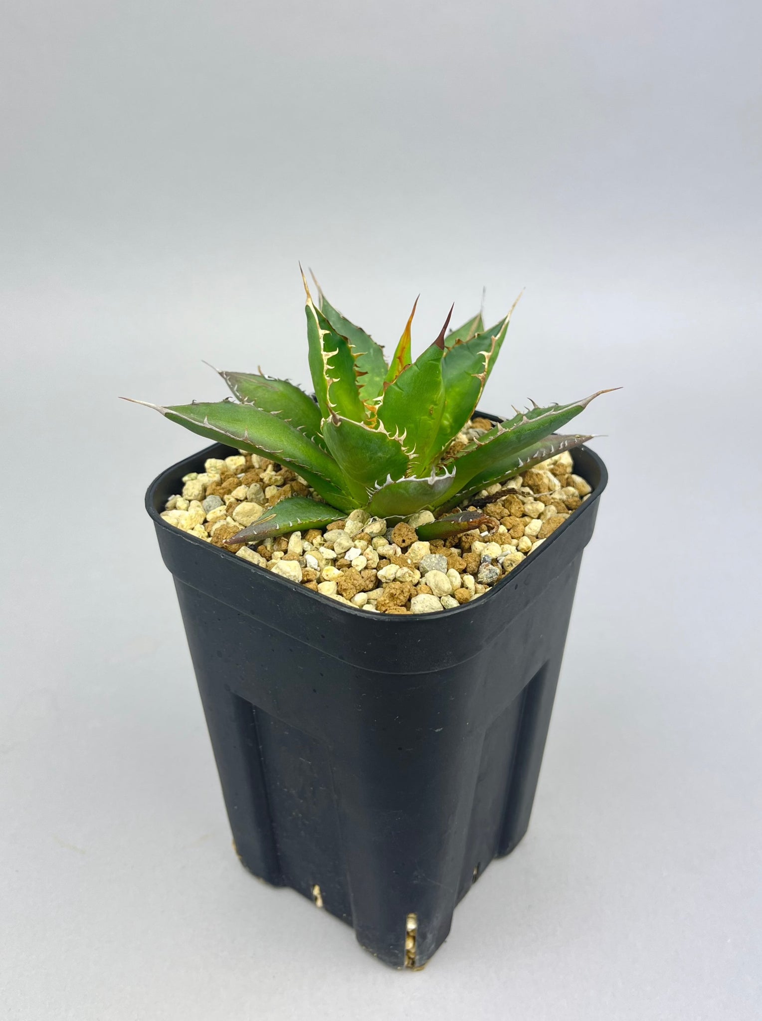 アガベ ホリダ「Agave horrida」/AG0152　①
