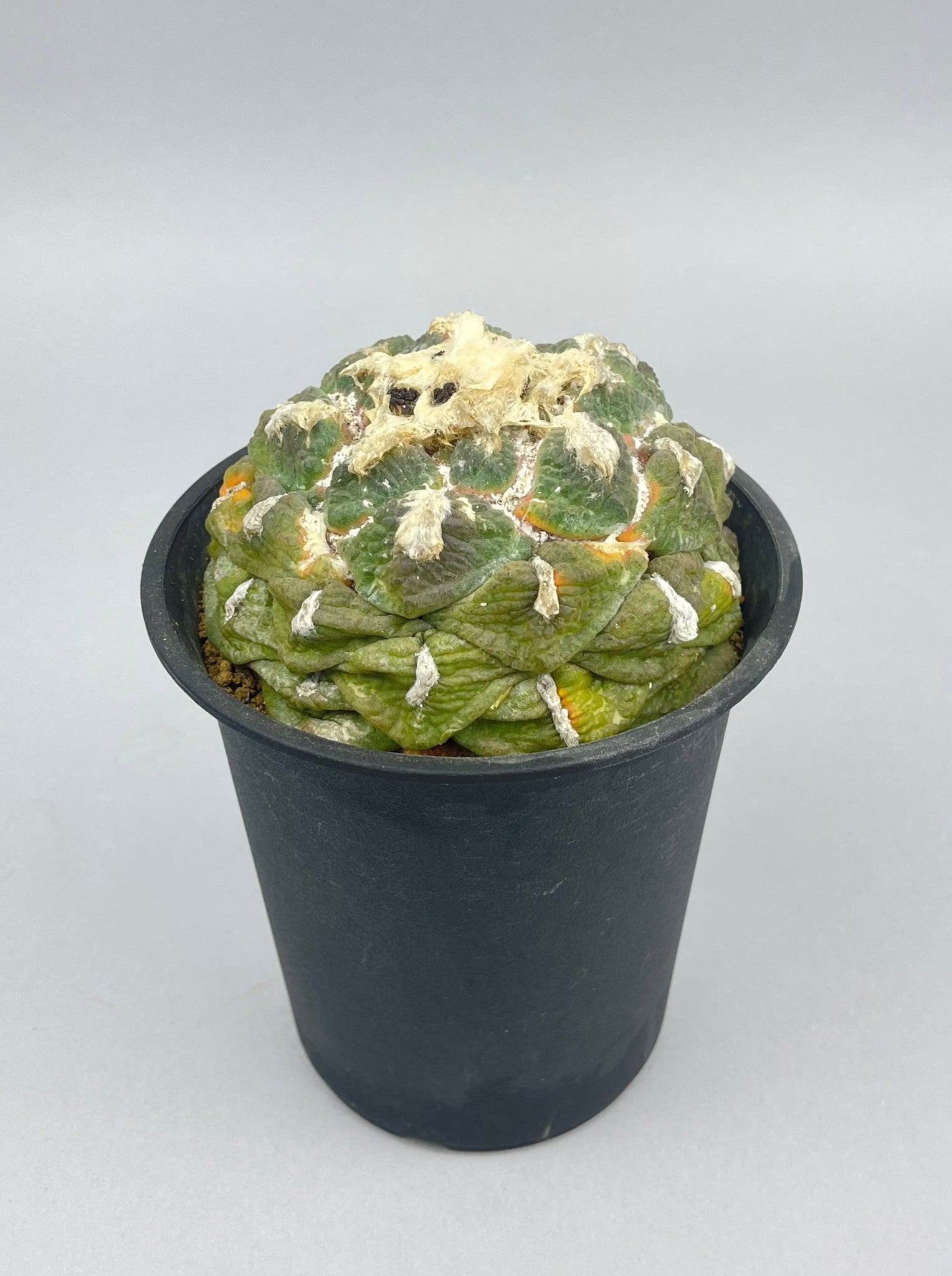 連山　実生「Ariocarpus fissuratus var. lloydii」/CA0112　②