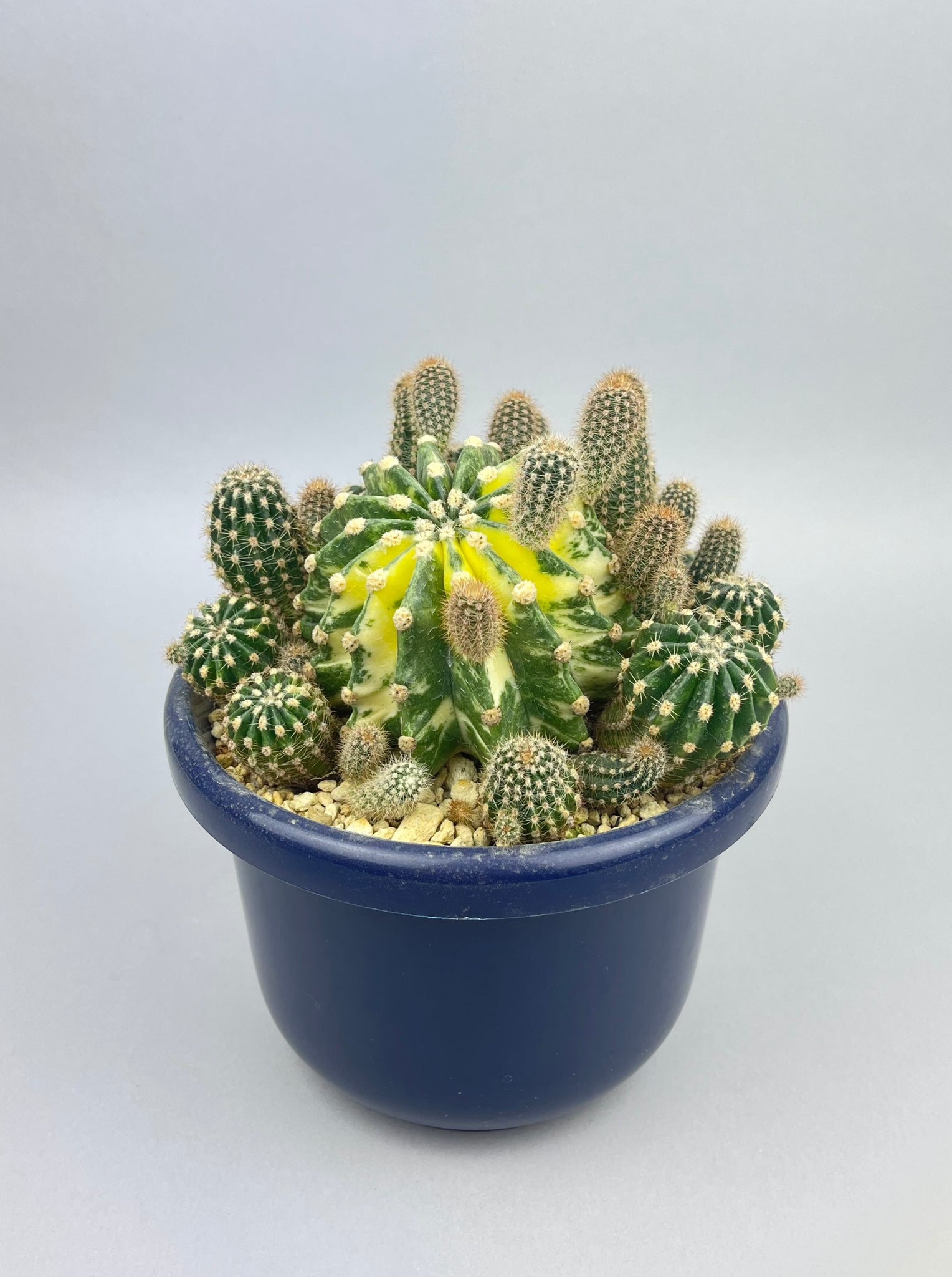 エキノプシス 世界の図 「Echinopsis eyriesii f. variegata」/CA0133　③