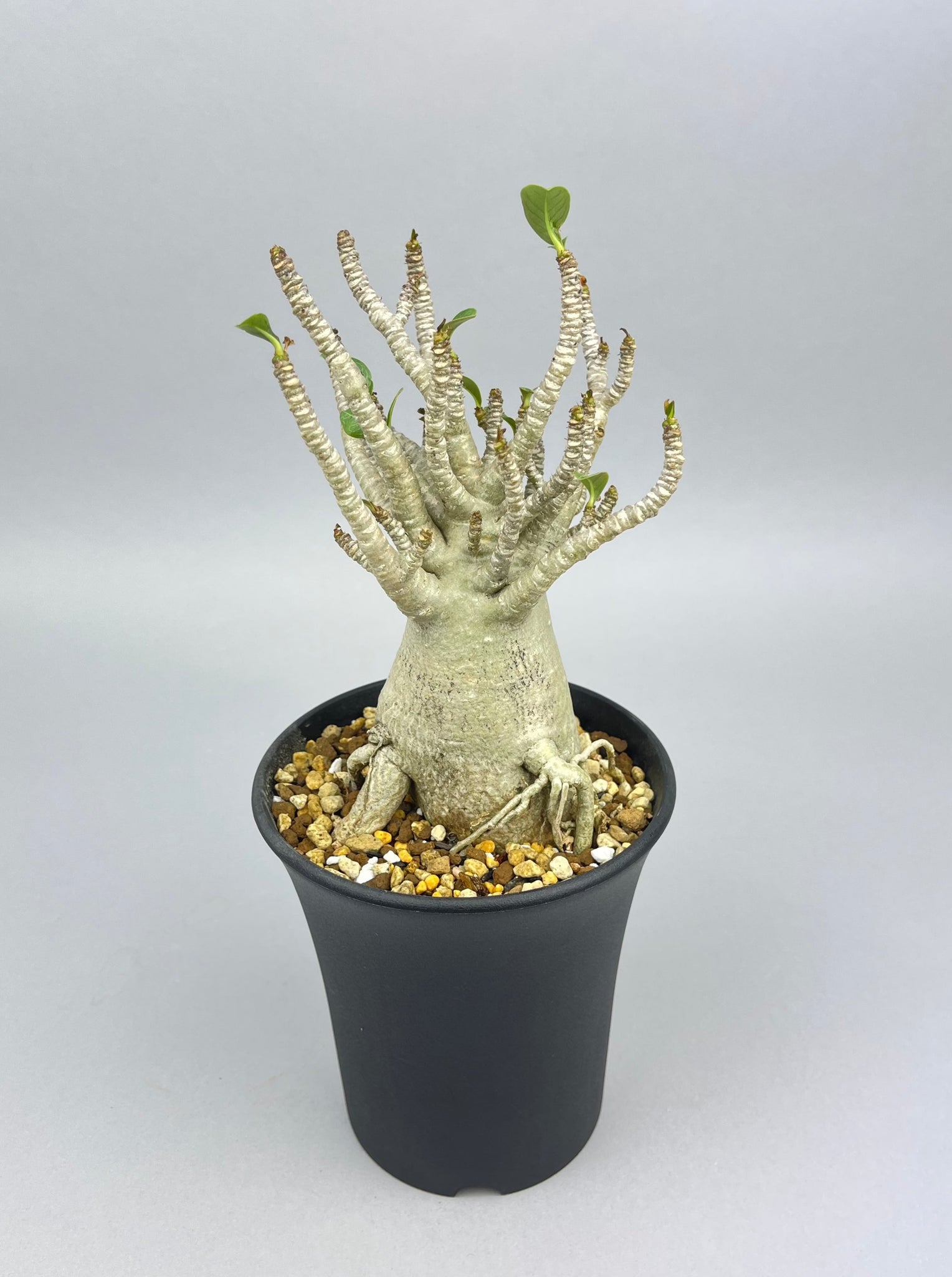 アデニウム アラビカム  コンパクト「Adenium arabicum compact」/AD0112-1　②