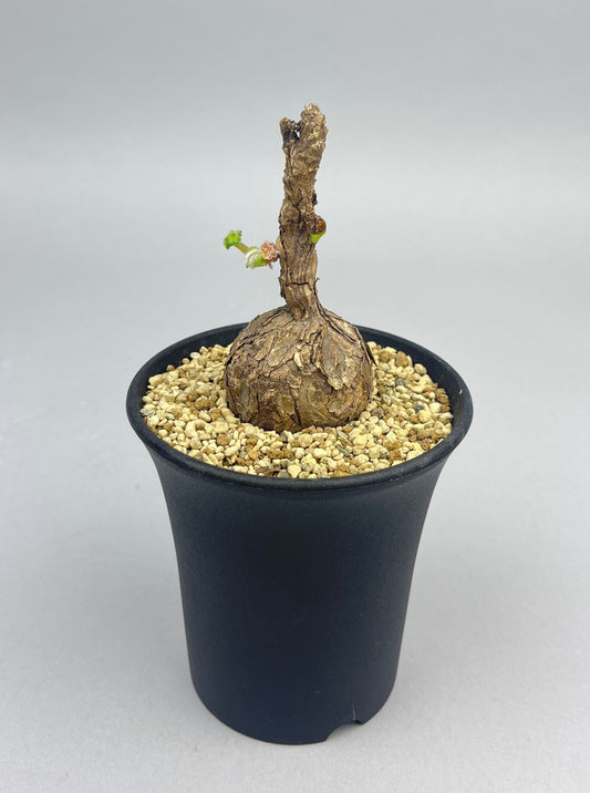 ペラルゴニウム ロバツム「Pelargonium Lobatum」/ET0331　①