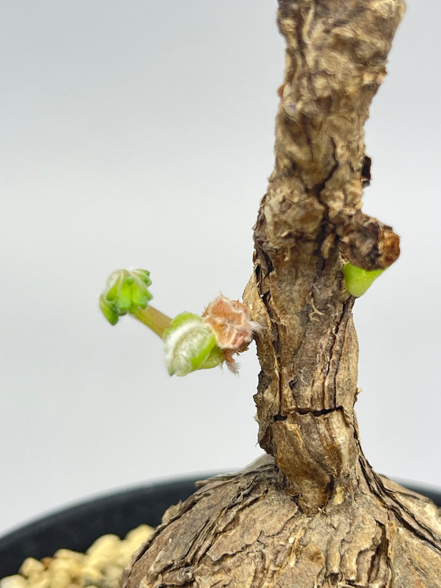 ペラルゴニウム ロバツム「Pelargonium Lobatum」/ET0331　①