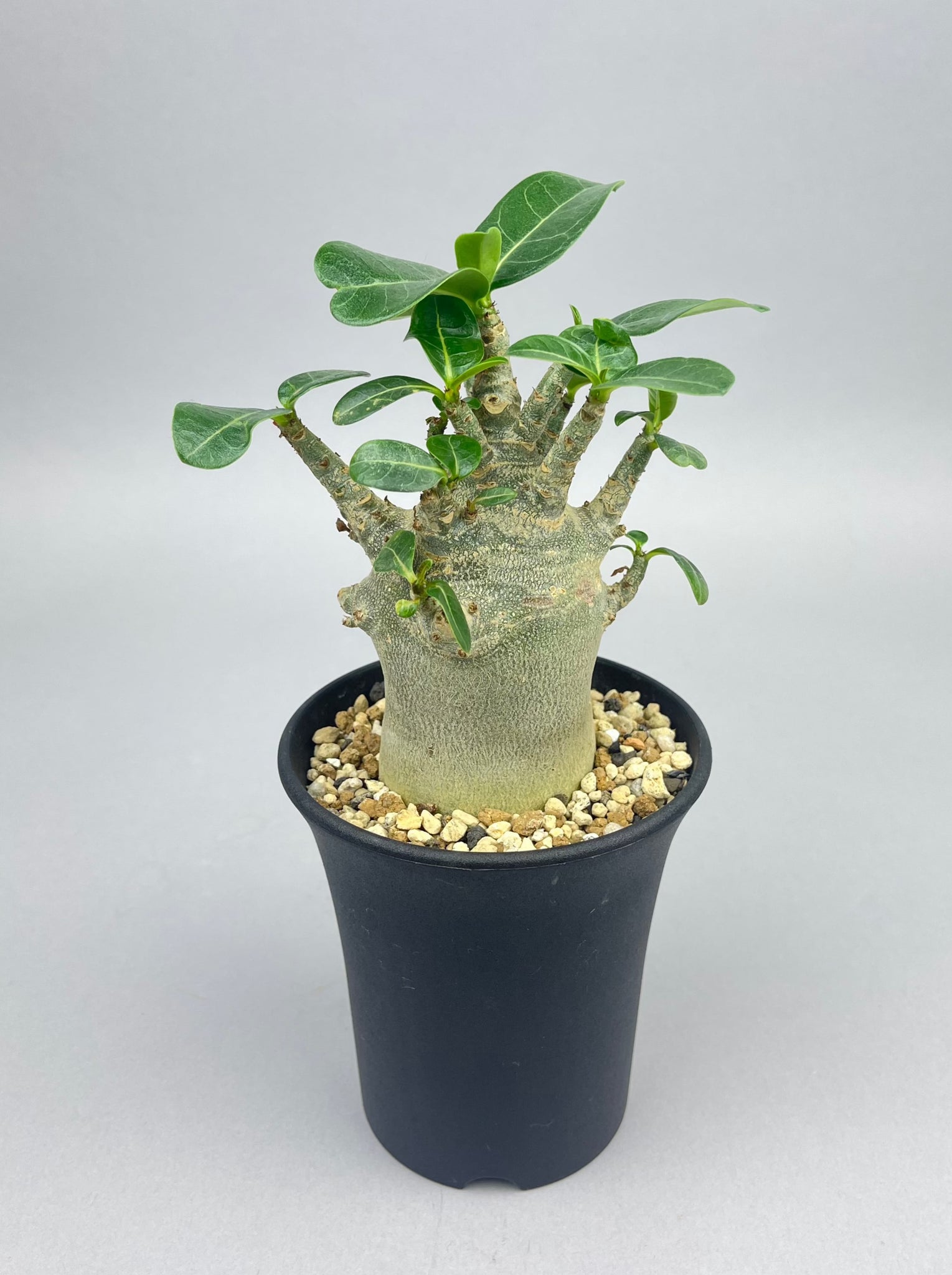 アデニウム アラビカム ドワーフ 「Adenium arabicum dwarf 」/AD0020　②