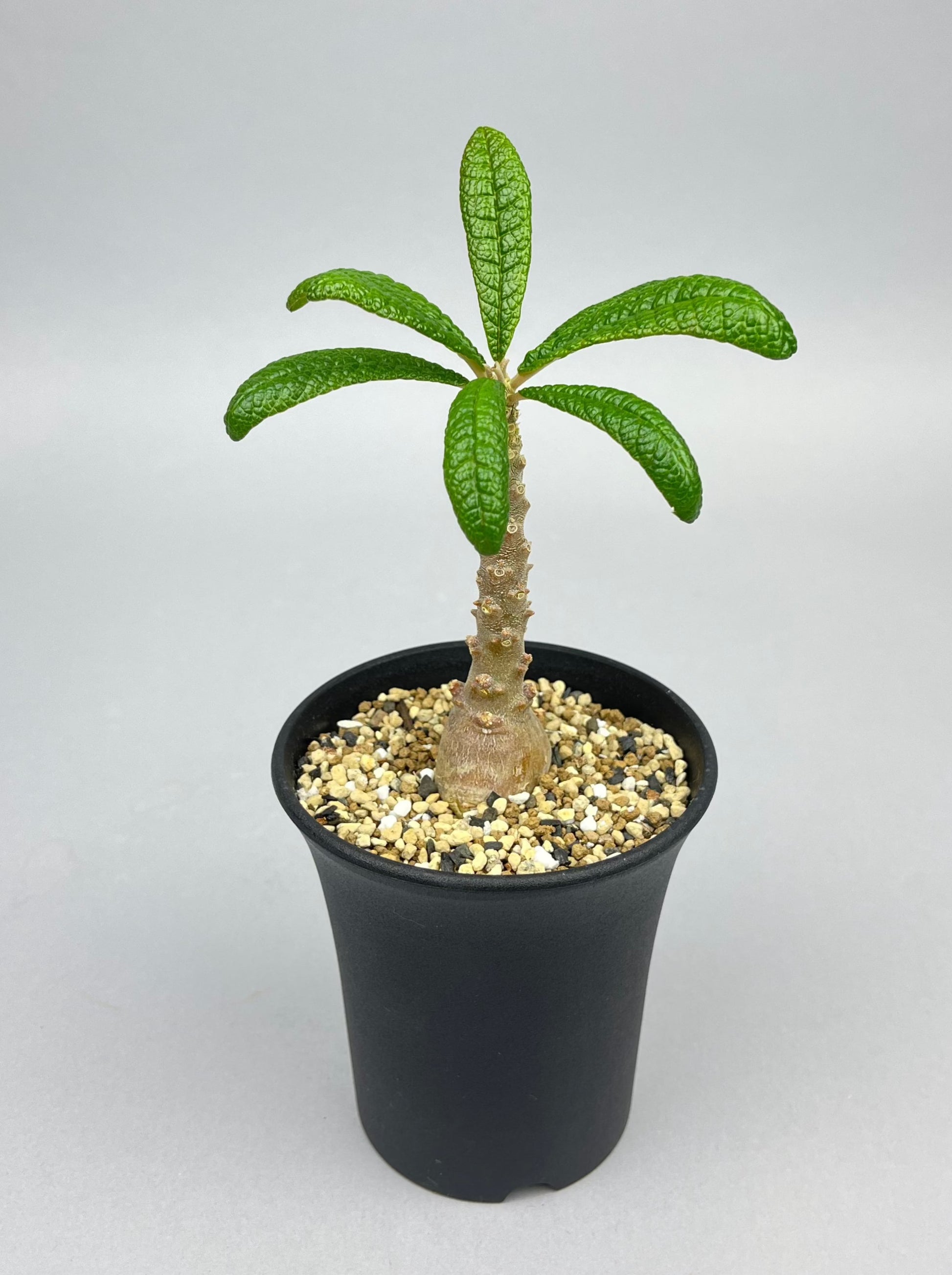 Dorstenia gigas ドルステニア ギガス 実生 ② - 観葉植物