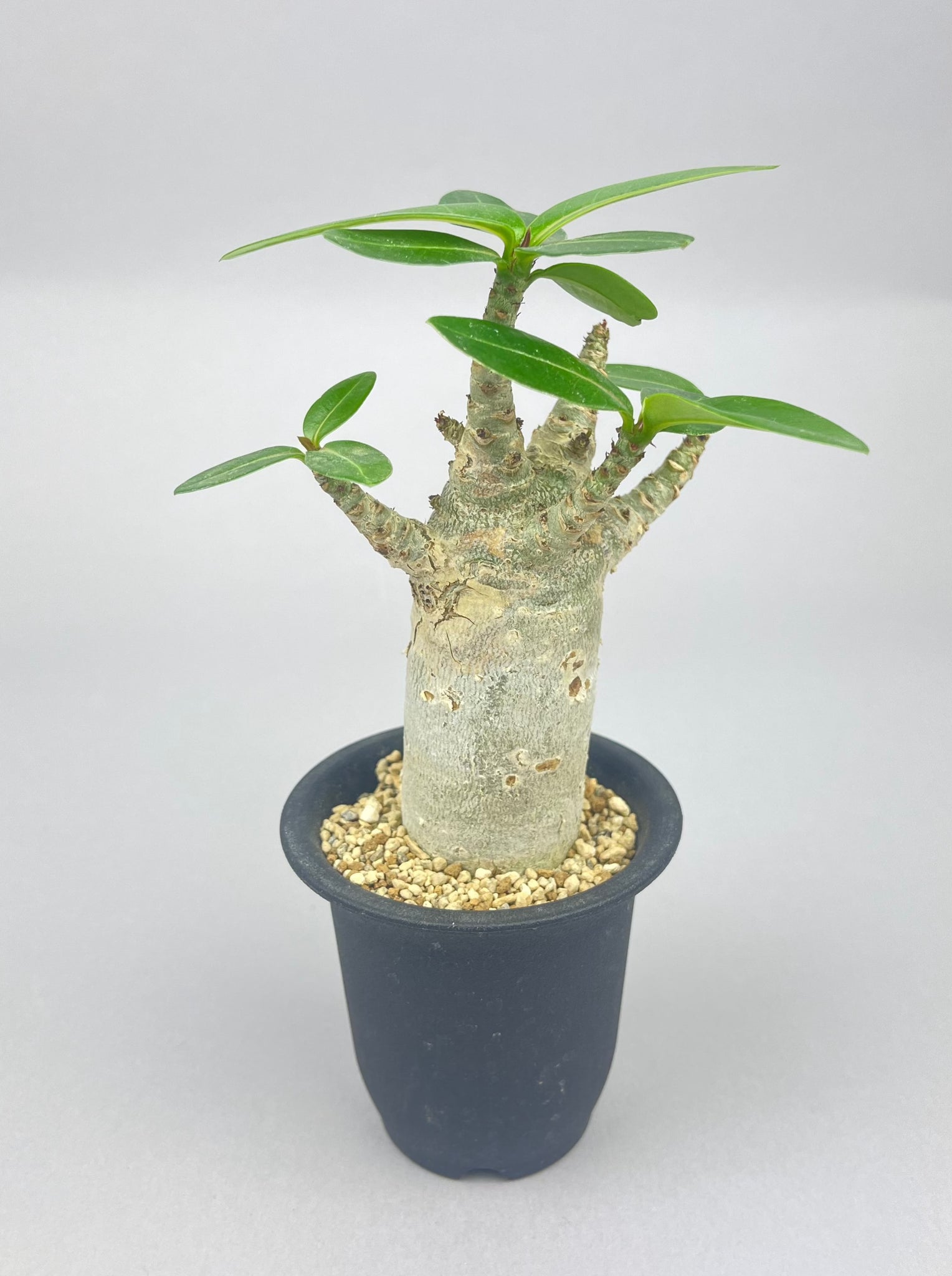 アデニウム アラビカム「Adenium arabicum」/AD0077 ①