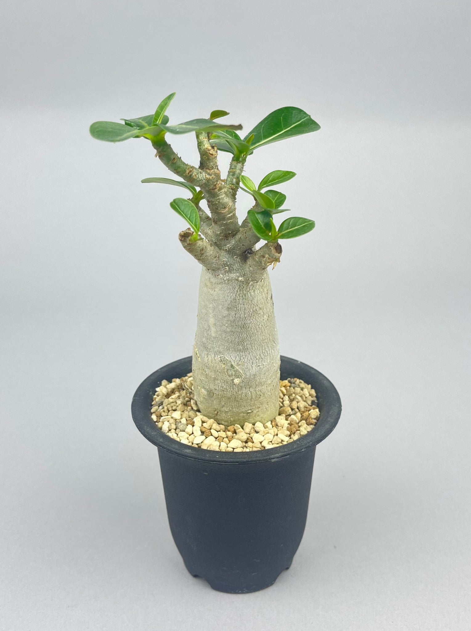 非掲載アデニウム アラビカム「Adenium arabicum」/AD0093 ①