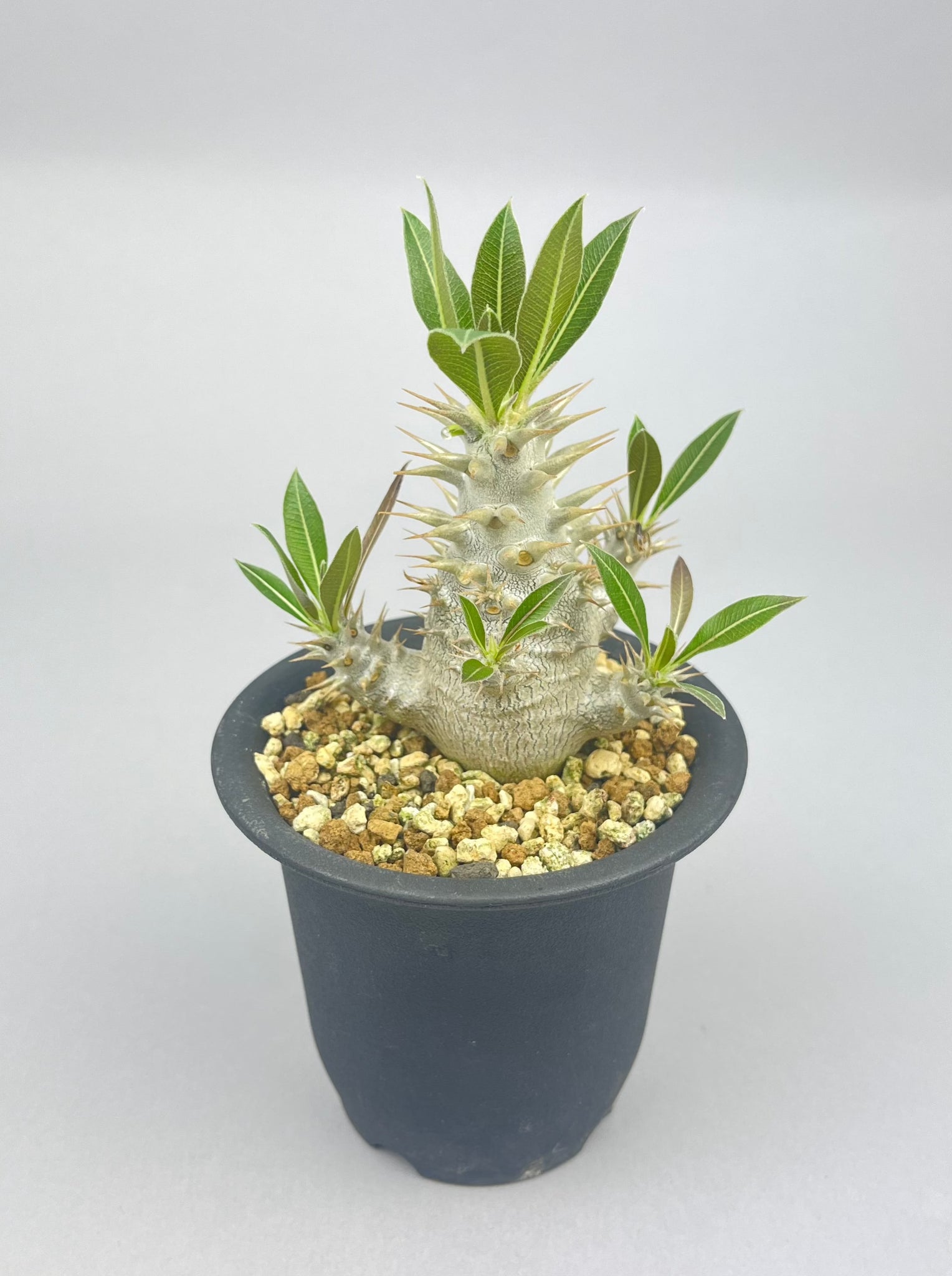 パキポディウム ホロンベンセ 実生「Pachypodium Horombense 」/PA0065-3 ①