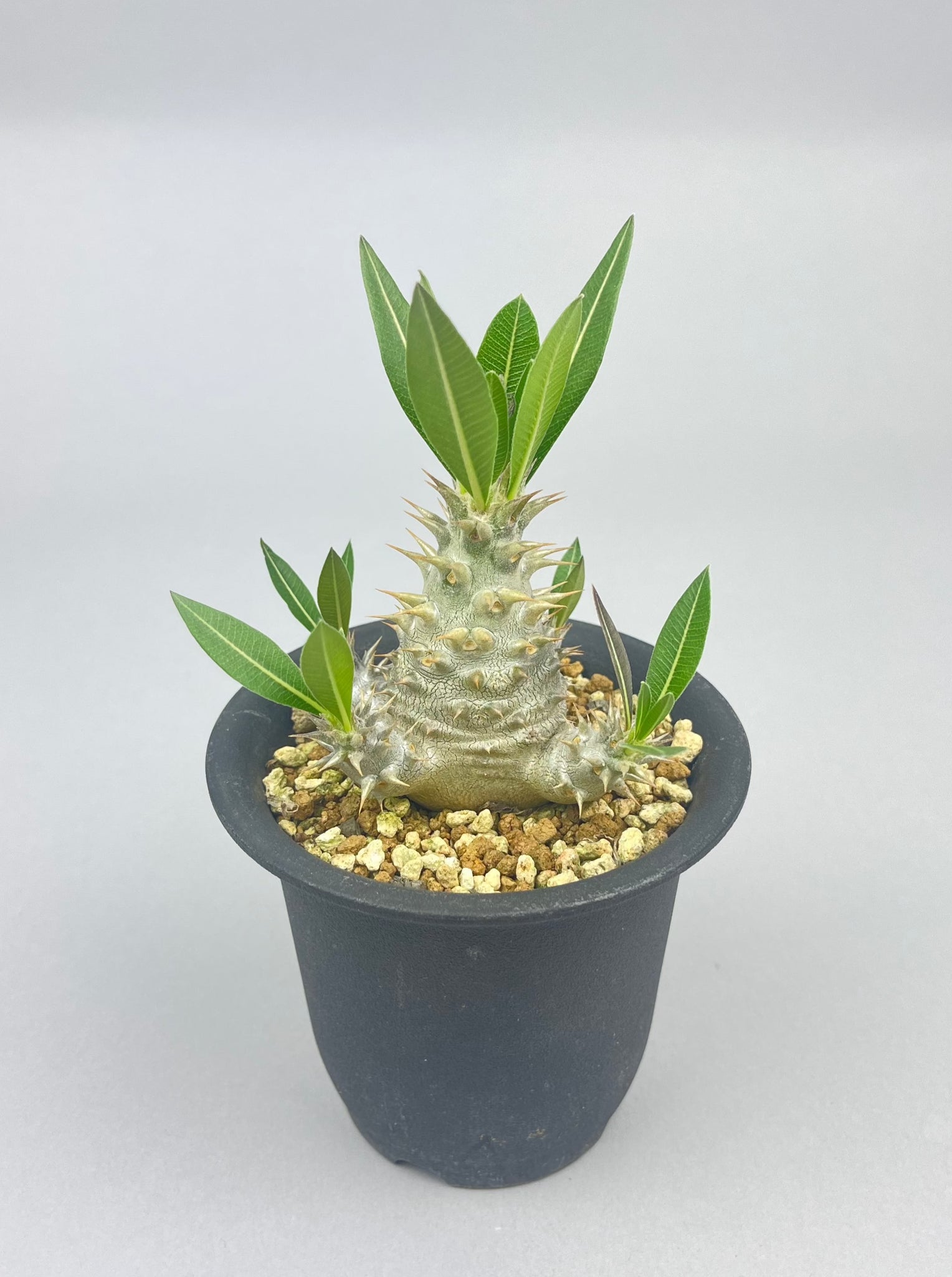 パキポディウム ホロンベンセ 実生「Pachypodium Horombense 」/PA0065-2 ①